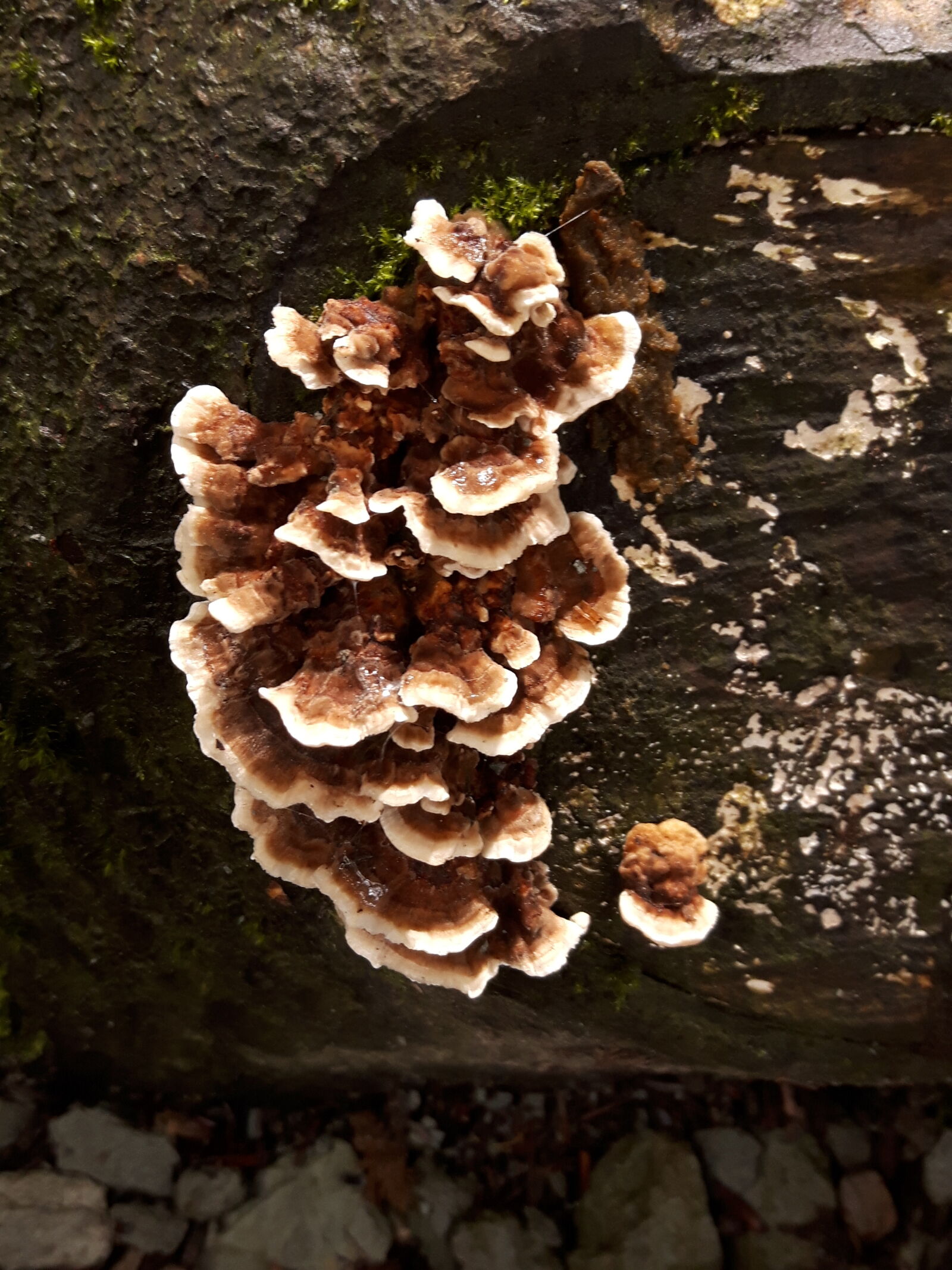 Samsung Galaxy S5 Neo sample photo. Fungi, fungus, funguses photography