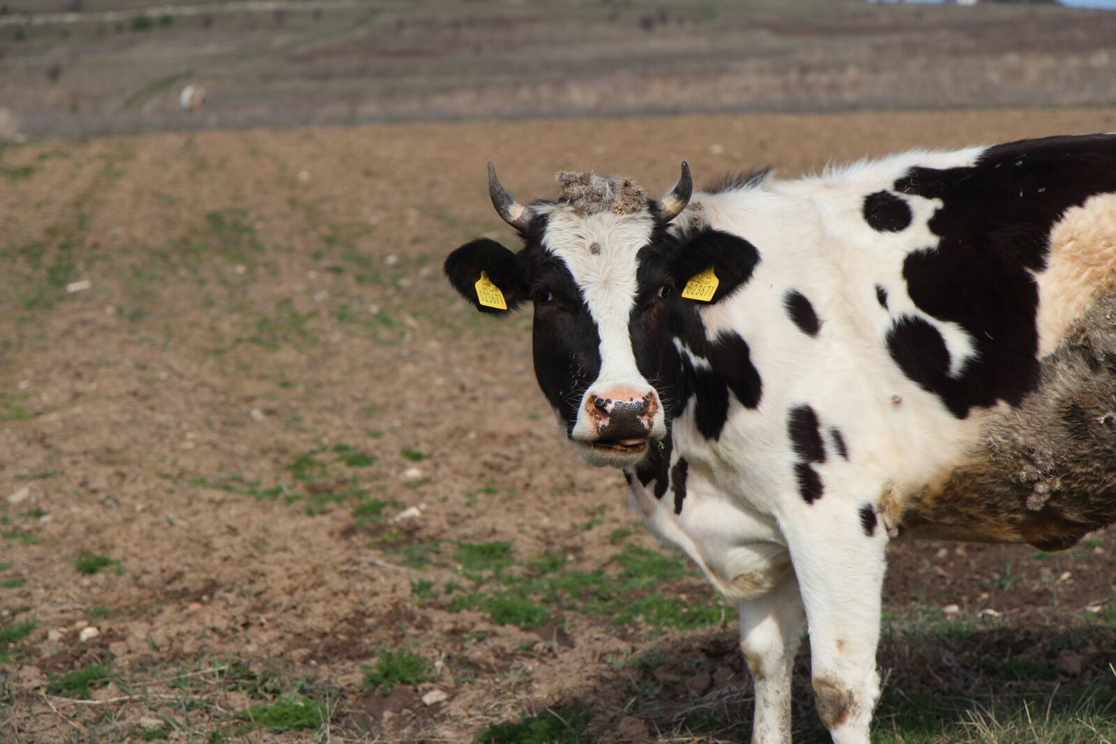 Canon EOS 600D (Rebel EOS T3i / EOS Kiss X5) sample photo. Ravnogor, cow, mountain photography