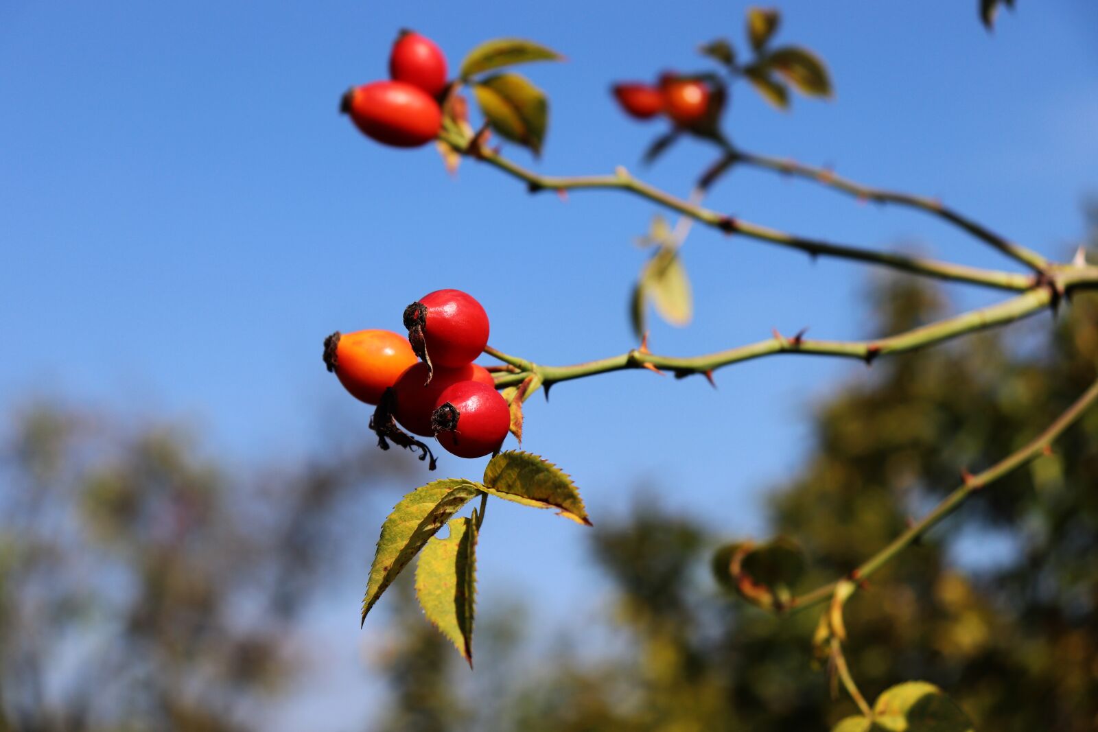 Canon EOS 800D (EOS Rebel T7i / EOS Kiss X9i) sample photo. Rose hip, wild rose photography