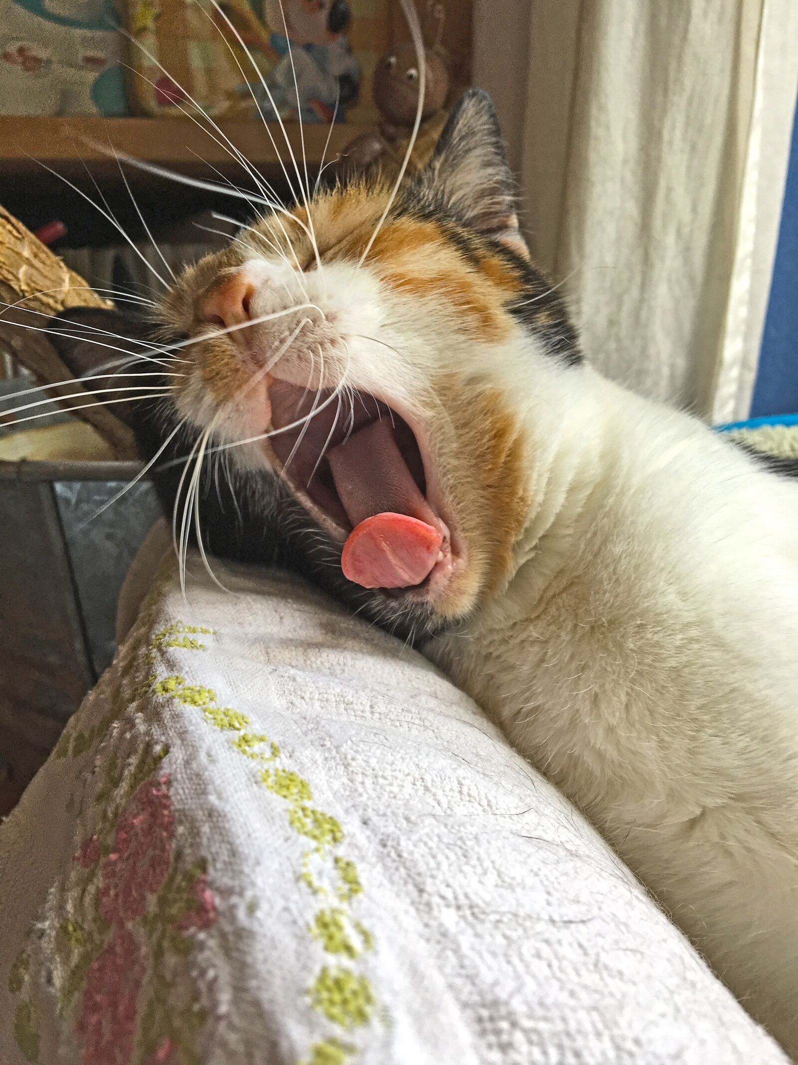 Apple iPhone 6s sample photo. Cat, tired, lucky cat photography