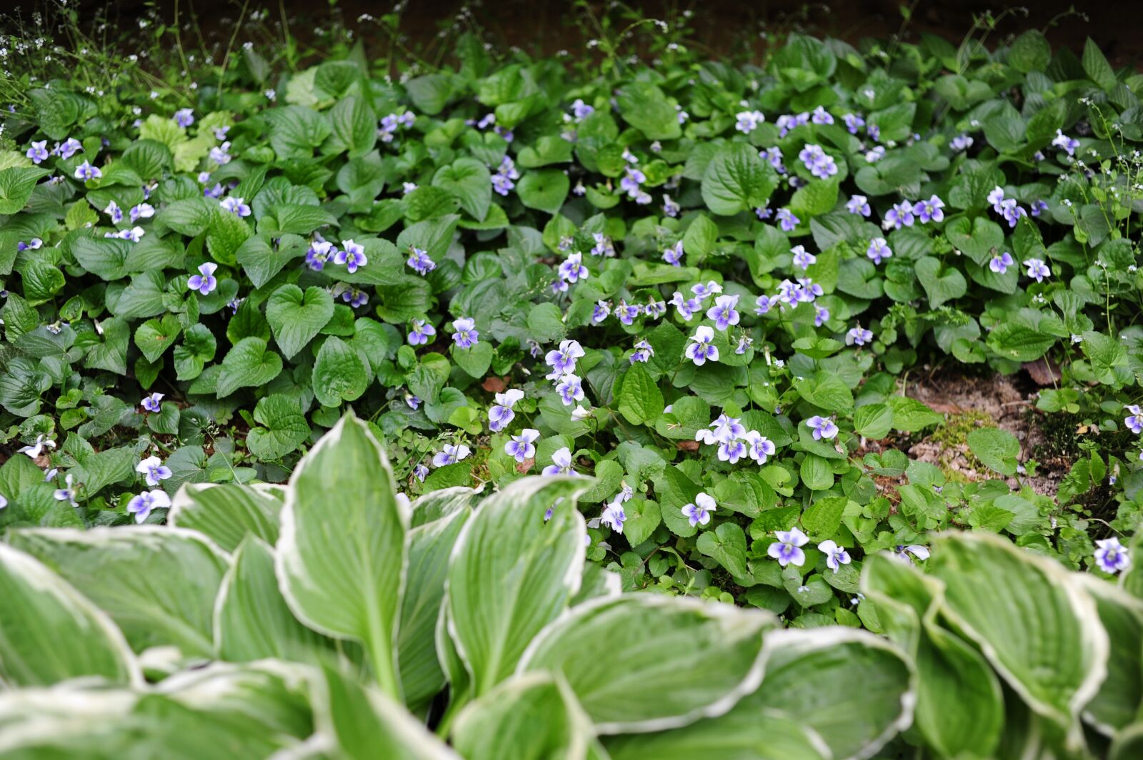 Nikon D700 sample photo. Violet, flowers, spring photography