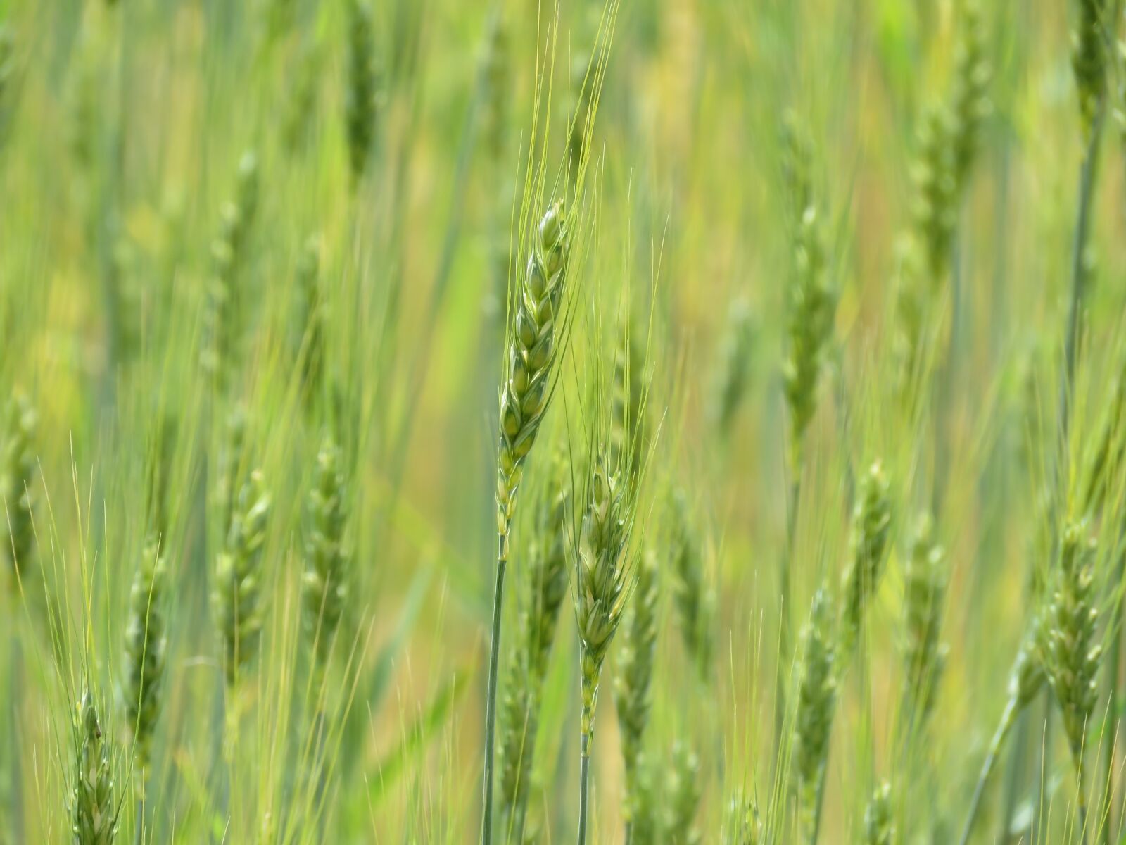 Canon PowerShot SX60 HS sample photo. Wheat, grain, field photography