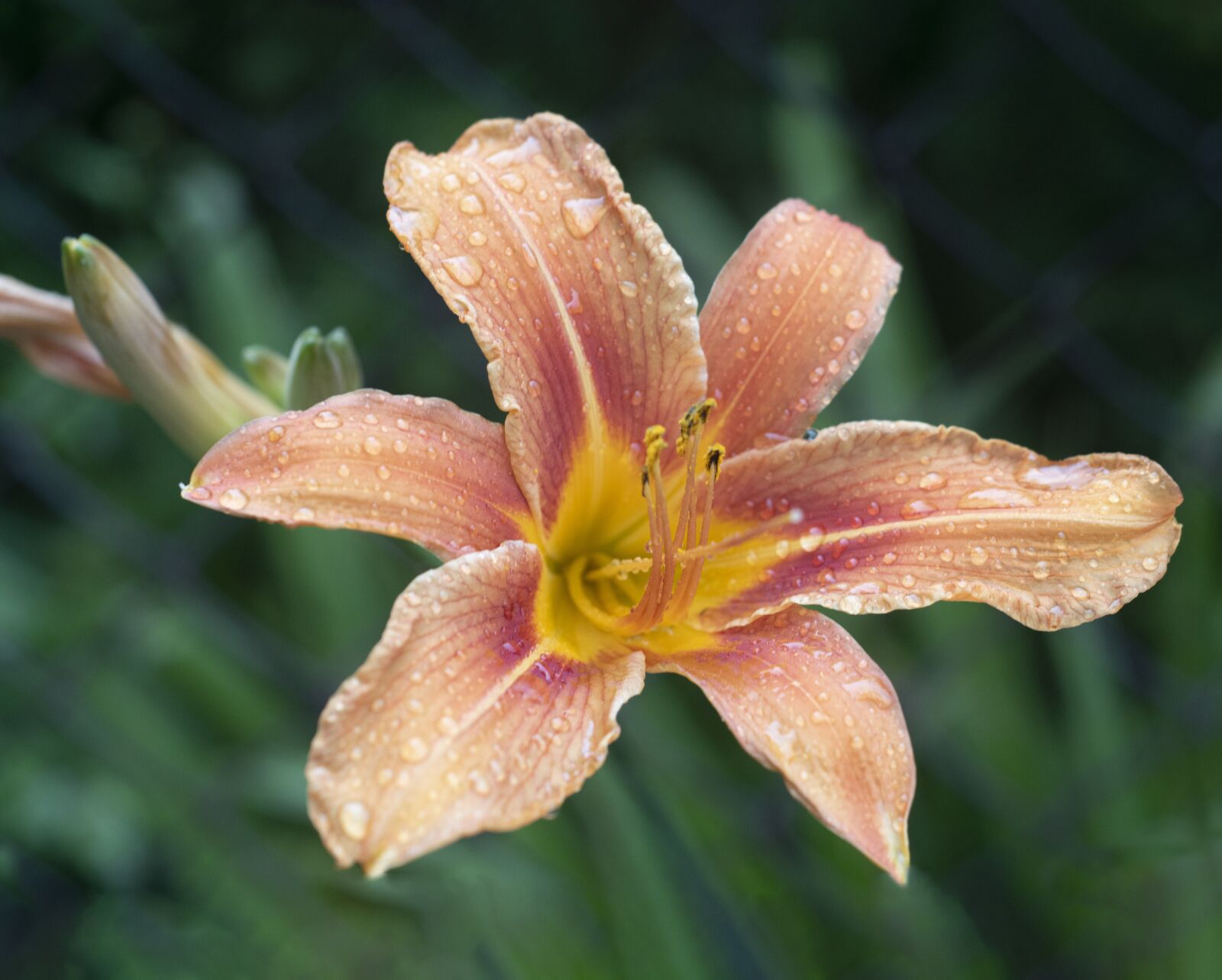 Nikon D5500 sample photo. Flower, lily garden, lily photography
