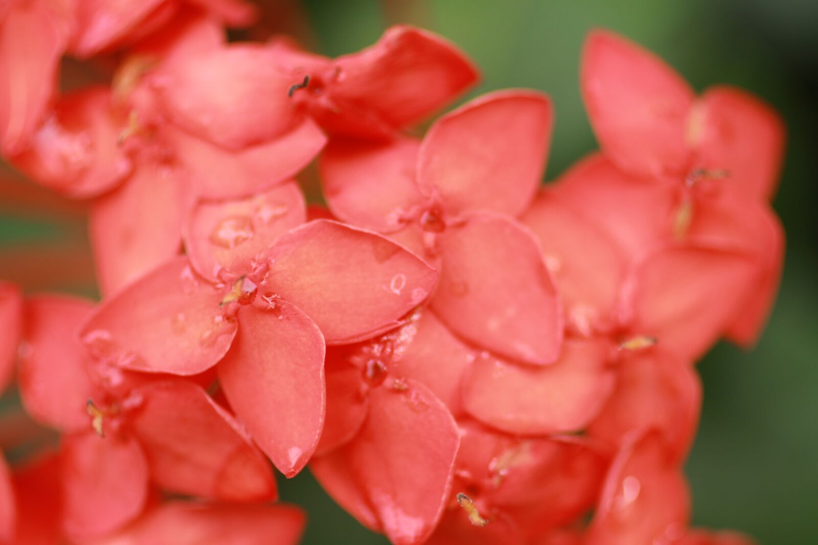 Canon EOS 50D sample photo. Red, flower, cayenne photography