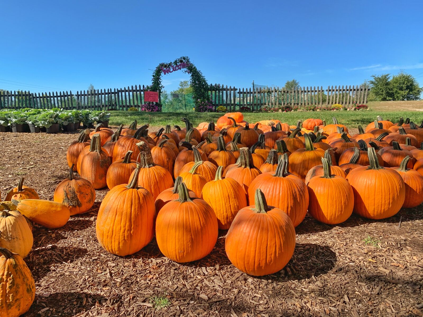iPhone XR back camera 4.25mm f/1.8 sample photo. Pumpkins, squash, farm photography