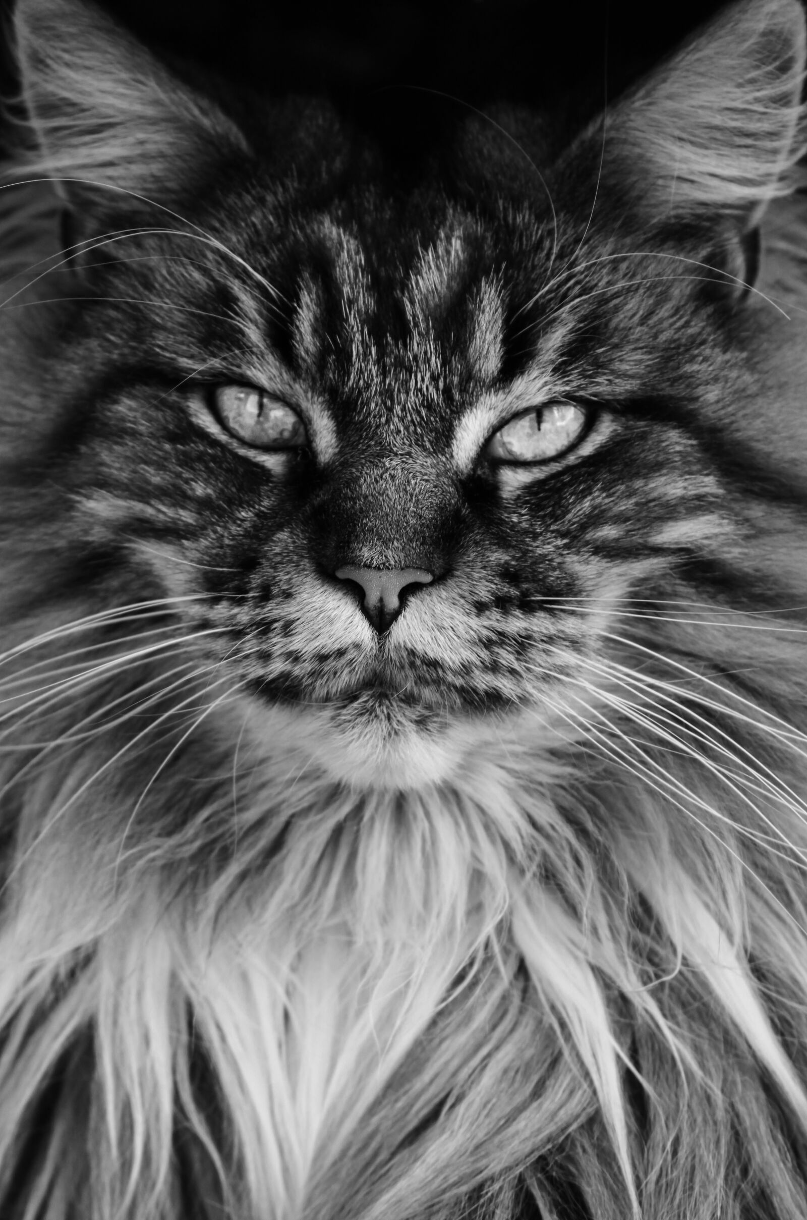 Canon EOS 100D (EOS Rebel SL1 / EOS Kiss X7) sample photo. Cat, main coon, black photography