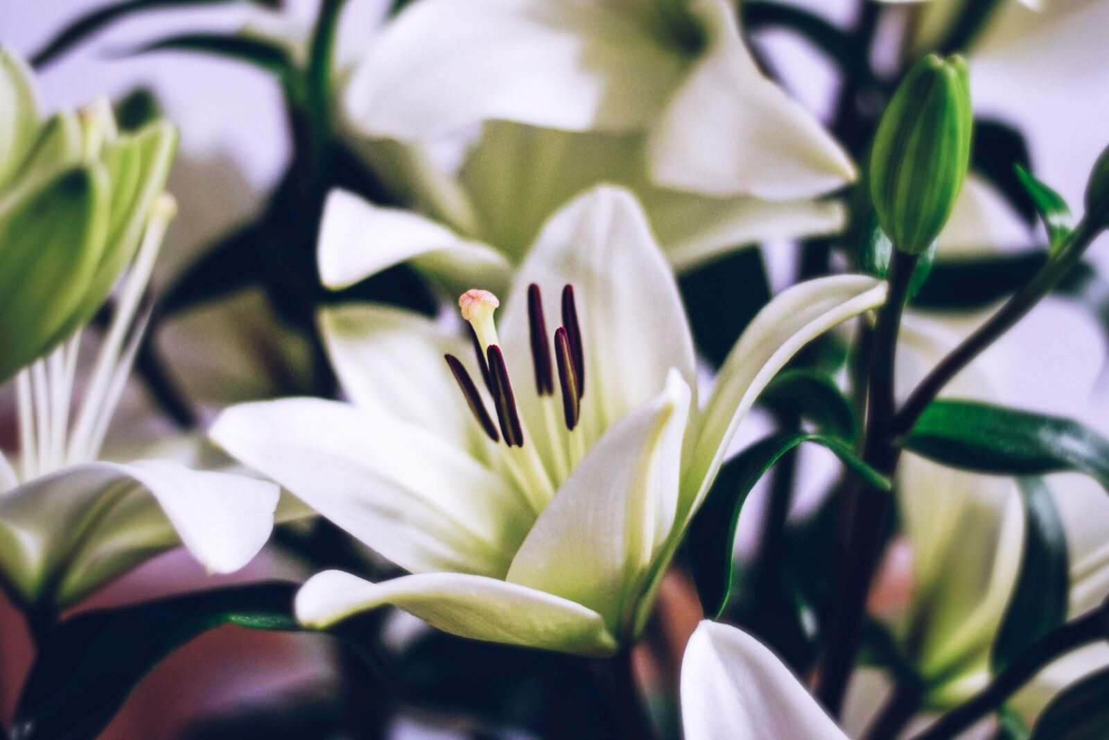 Nikon D7200 sample photo. Flower, plant, blossom photography