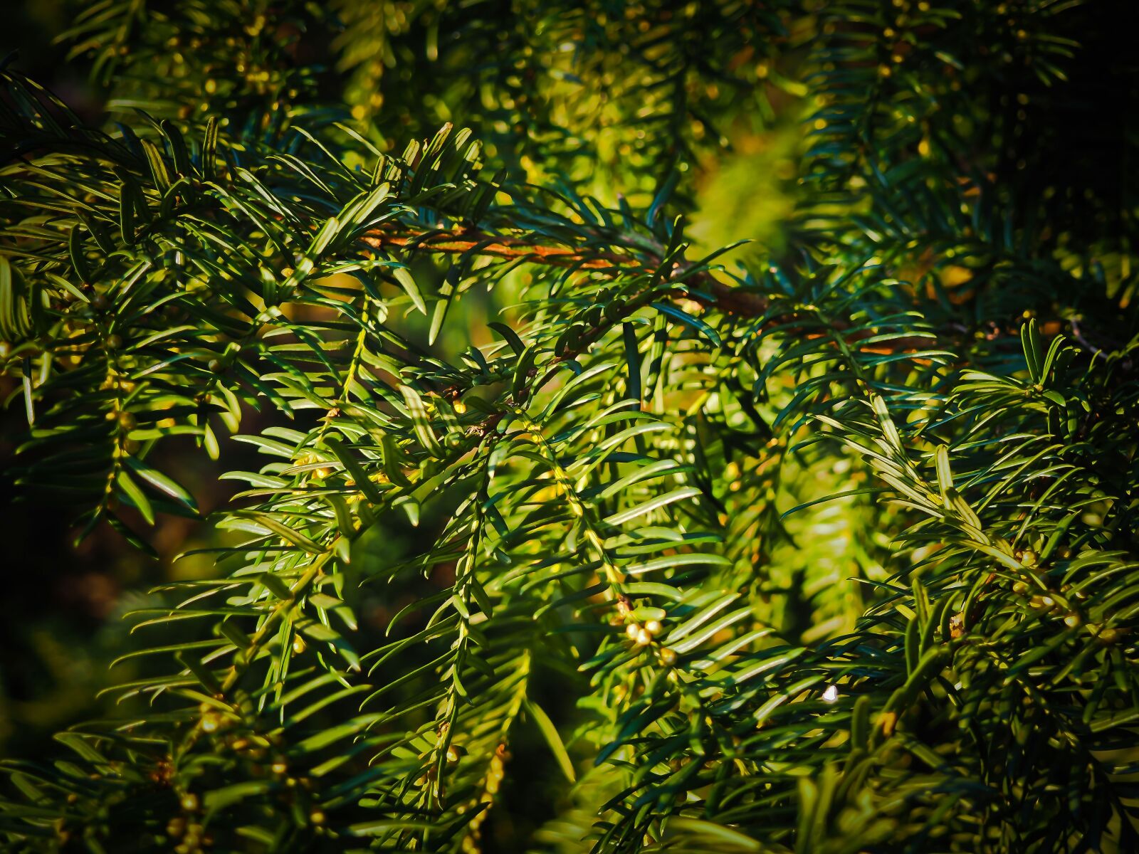 Olympus OM-D E-M10 sample photo. Fir tree, branches, tannenzweig photography