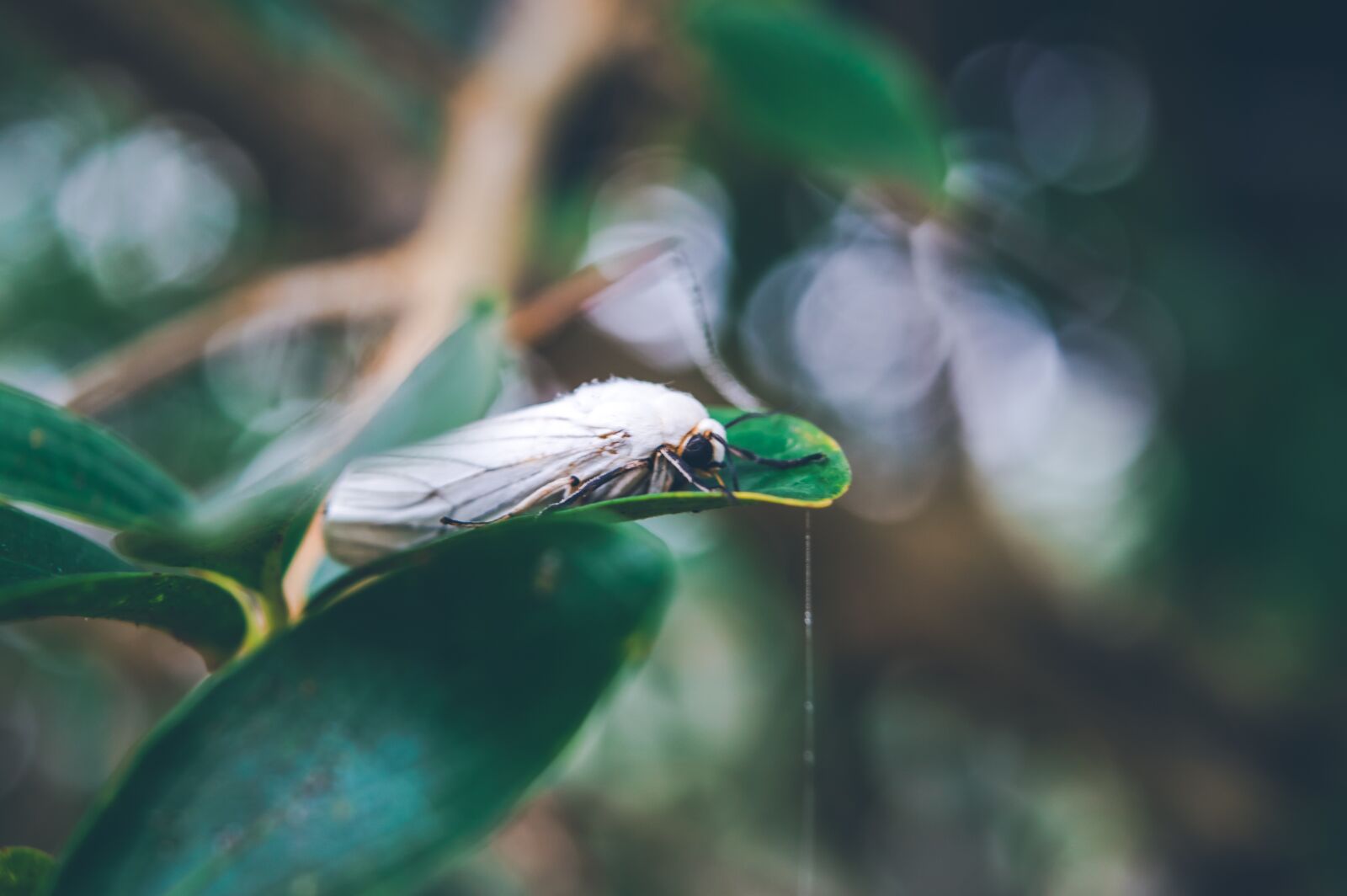 Nikon D3200 sample photo. Green, moth, insect photography