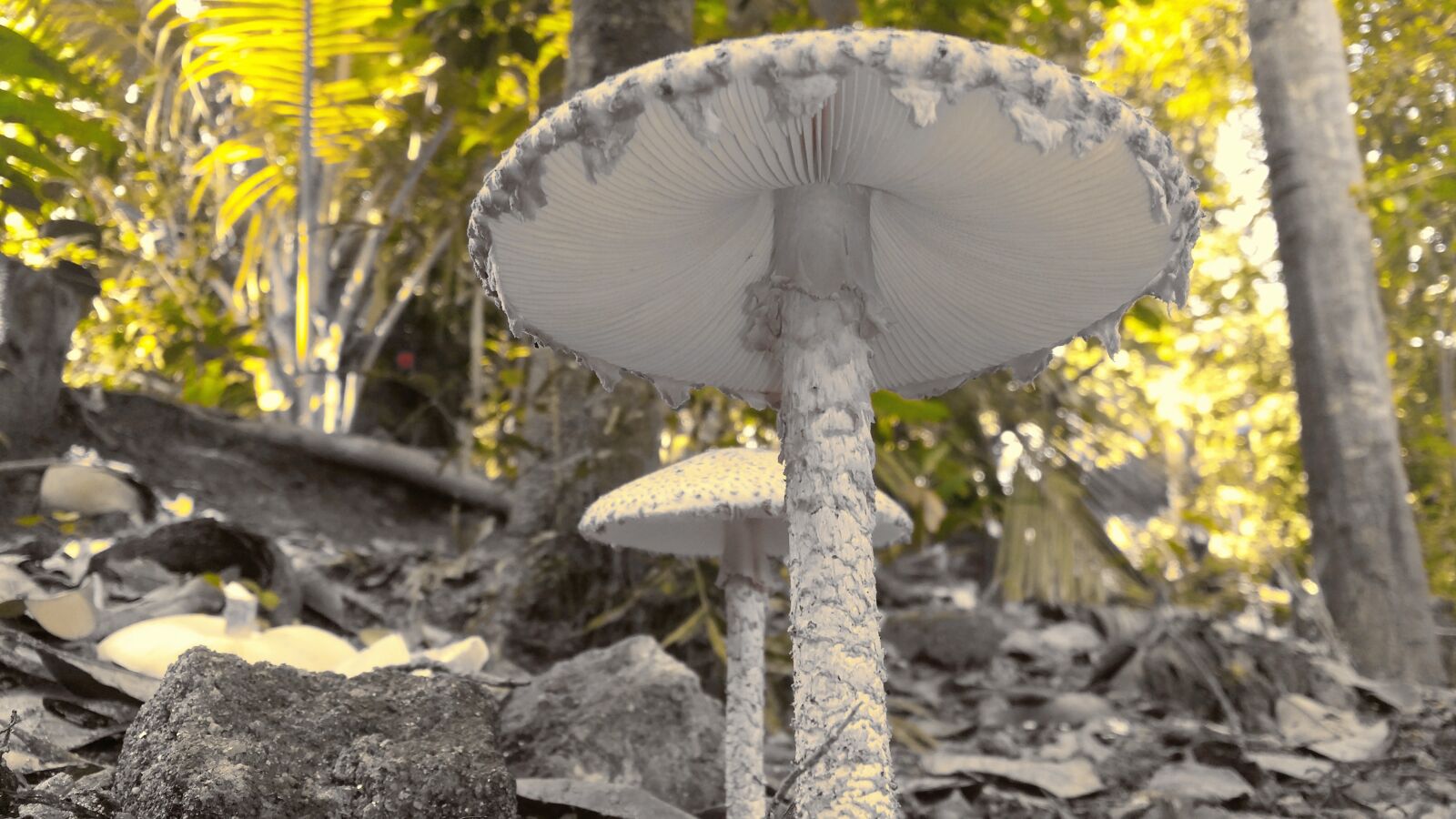 Samsung Galaxy S4 sample photo. Mushroom, splash, splashed photography