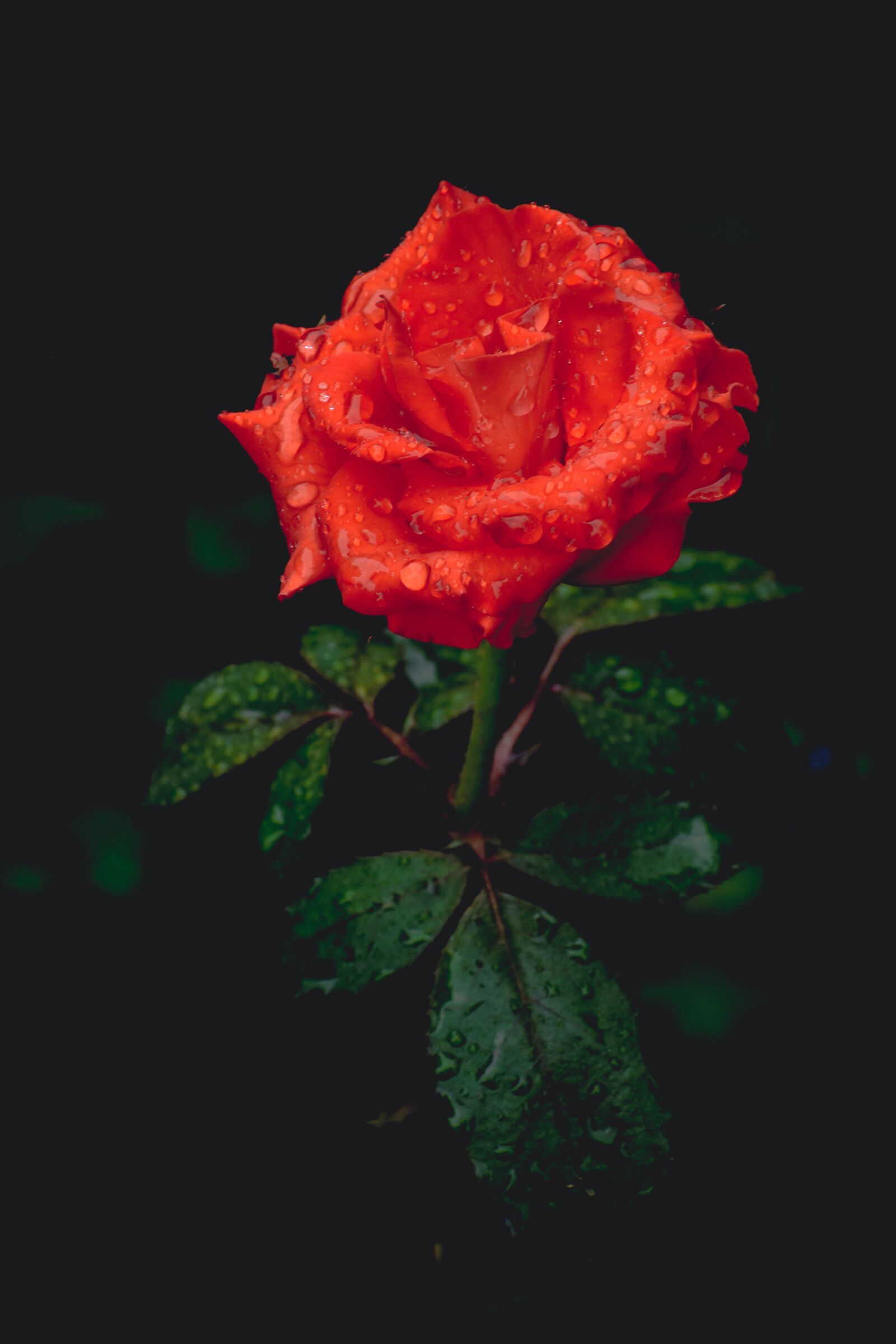 Nikon D3500 sample photo. Rose, red, flower photography