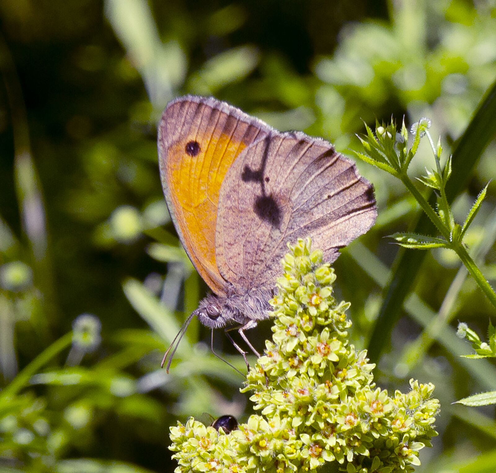 Sony Alpha NEX-3 sample photo. Butterfly, nature, garden photography