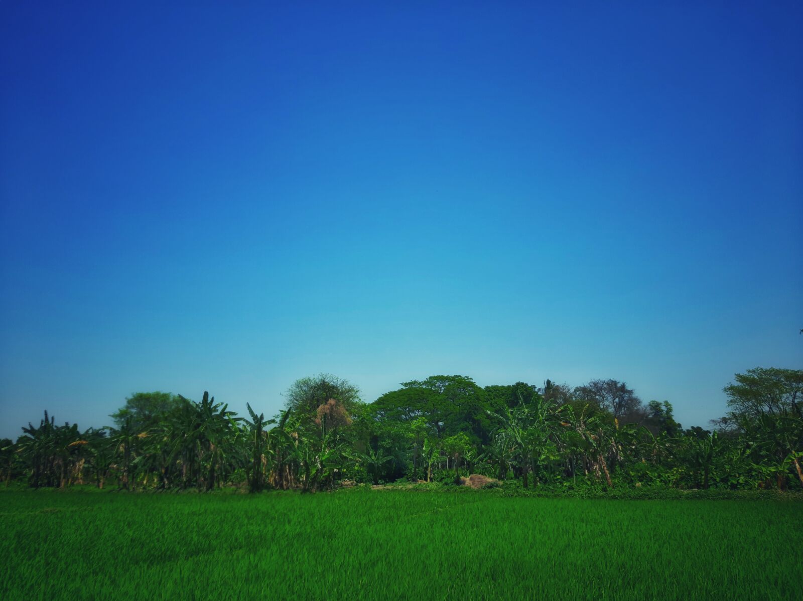 Samsung SM-A505F sample photo. Sky, nature, green photography
