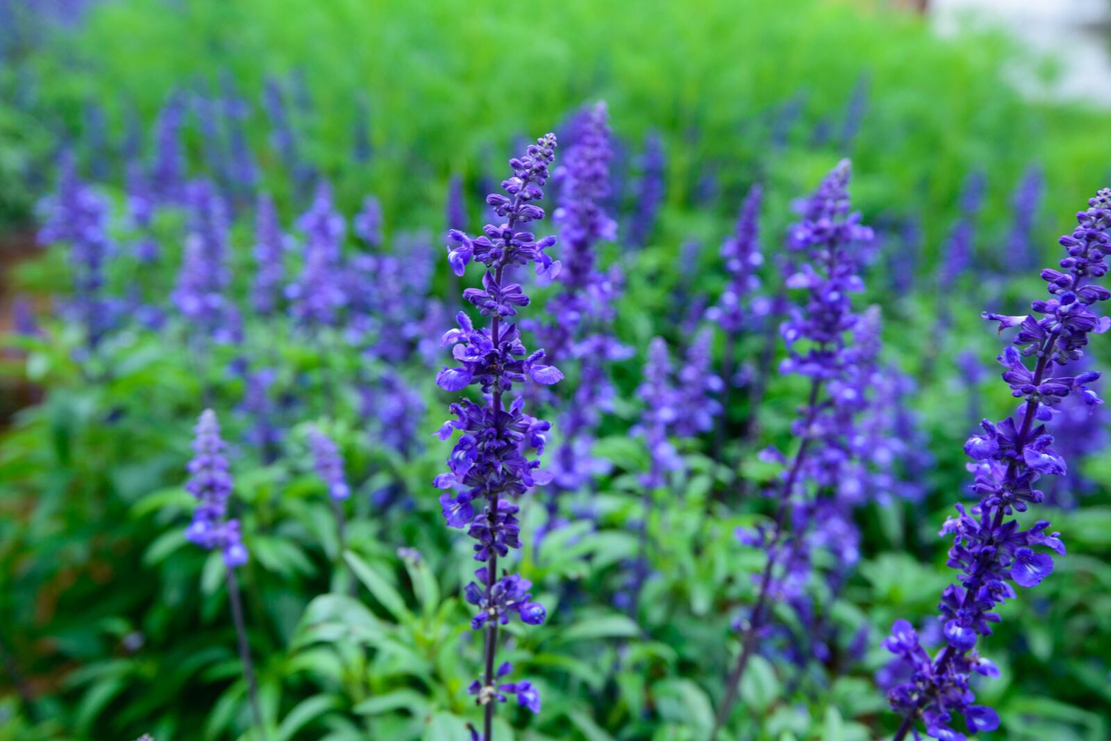 Nikon D600 sample photo. Lavender, natural, united in photography