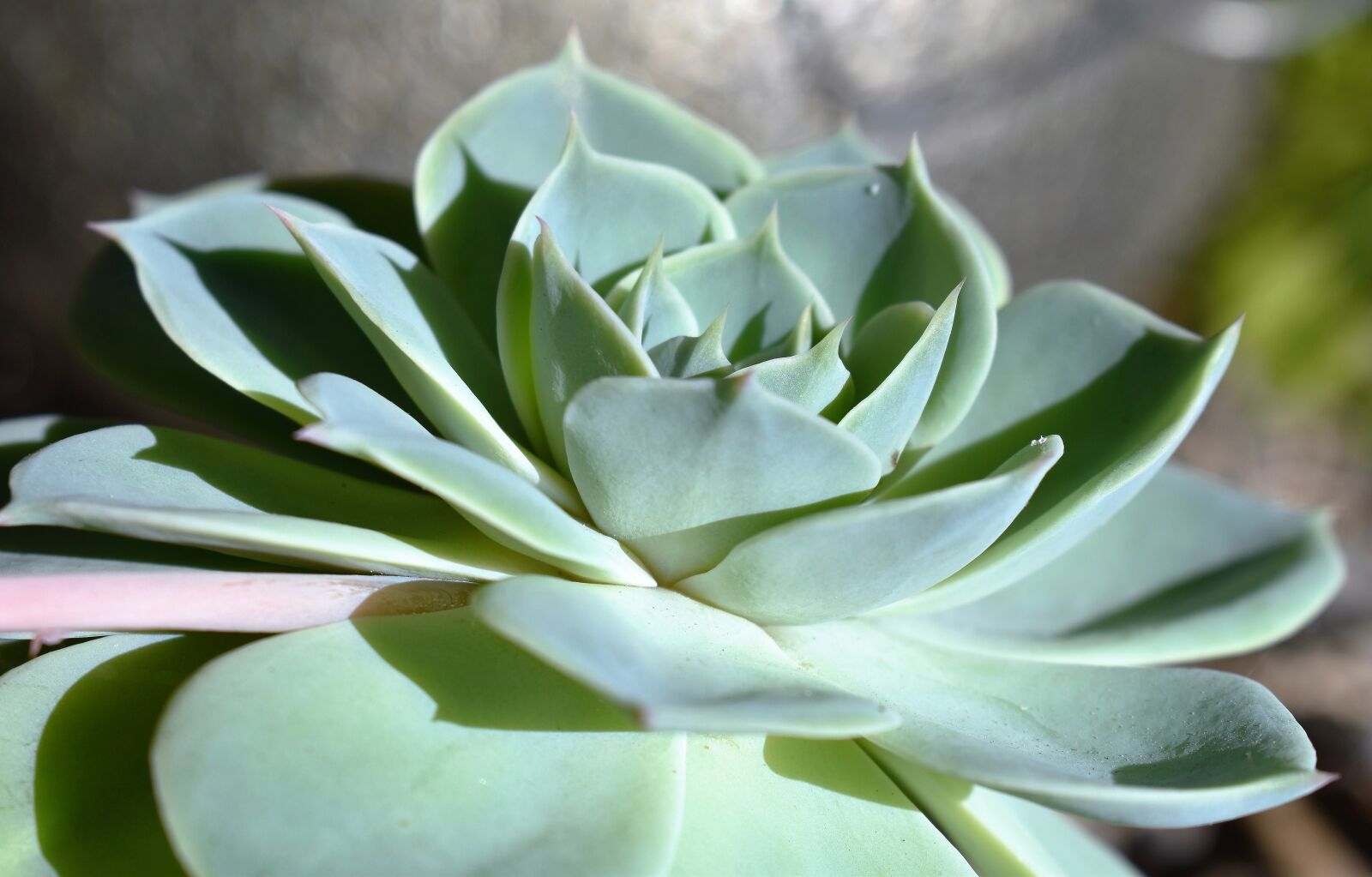 Nikon D5500 sample photo. Succulents, plant, green photography