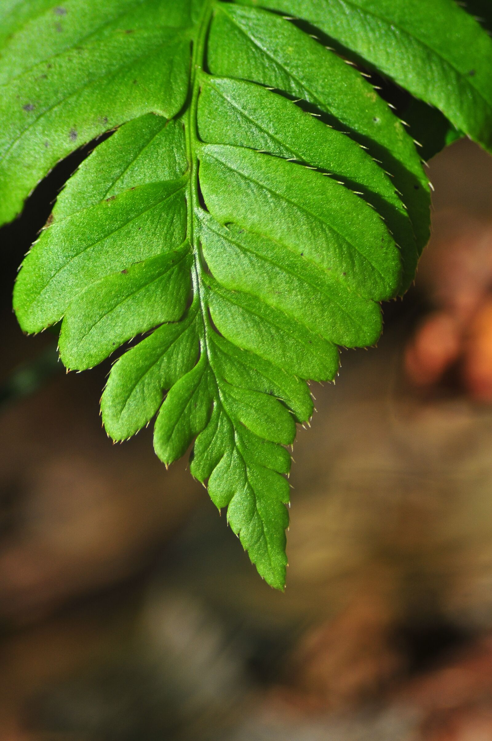 Nikon D300 sample photo. Fern, leaf, mountains photography