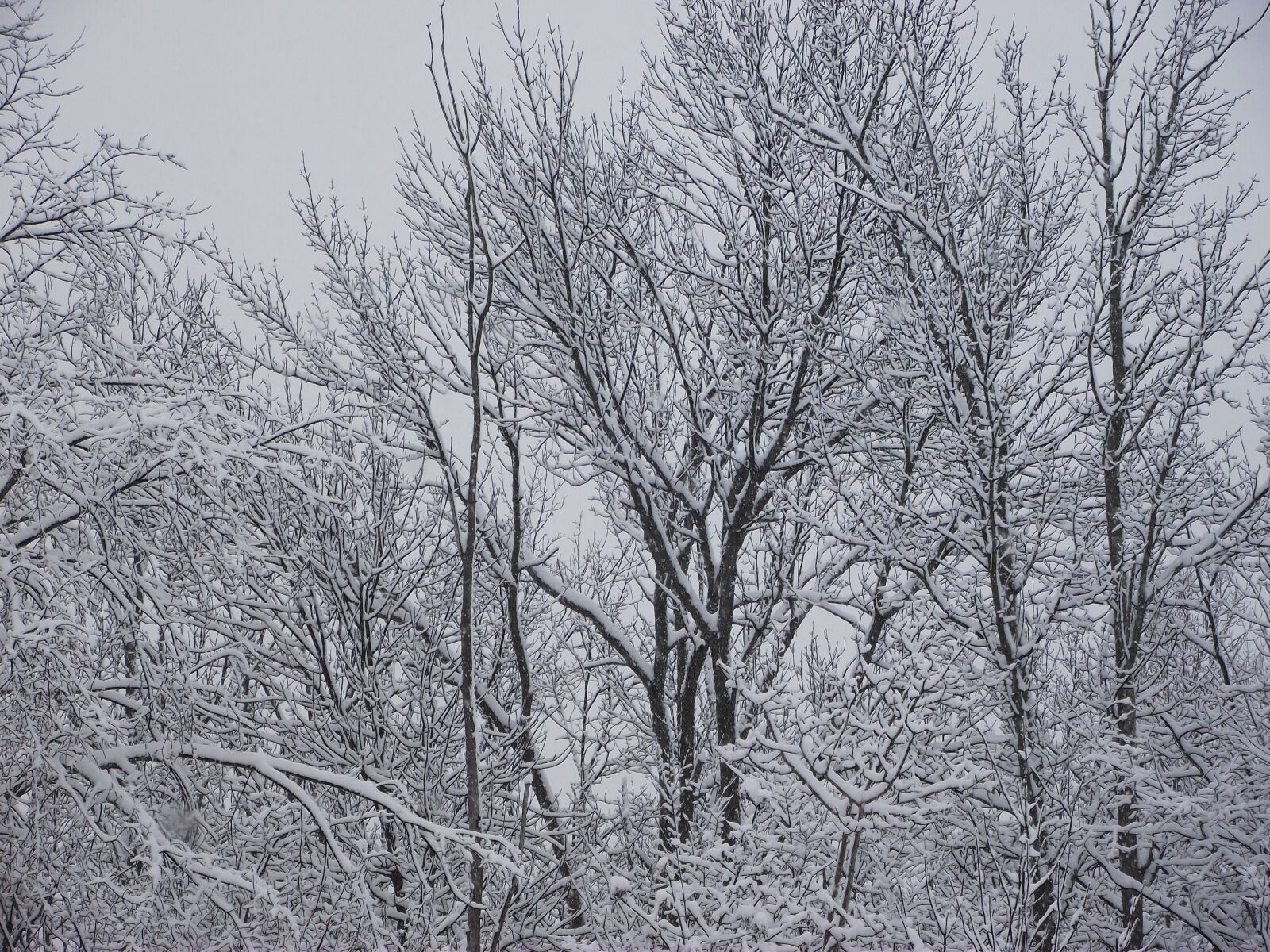 FujiFilm FinePix S1800 (FinePix S1880) sample photo. Winter, trees, snow photography