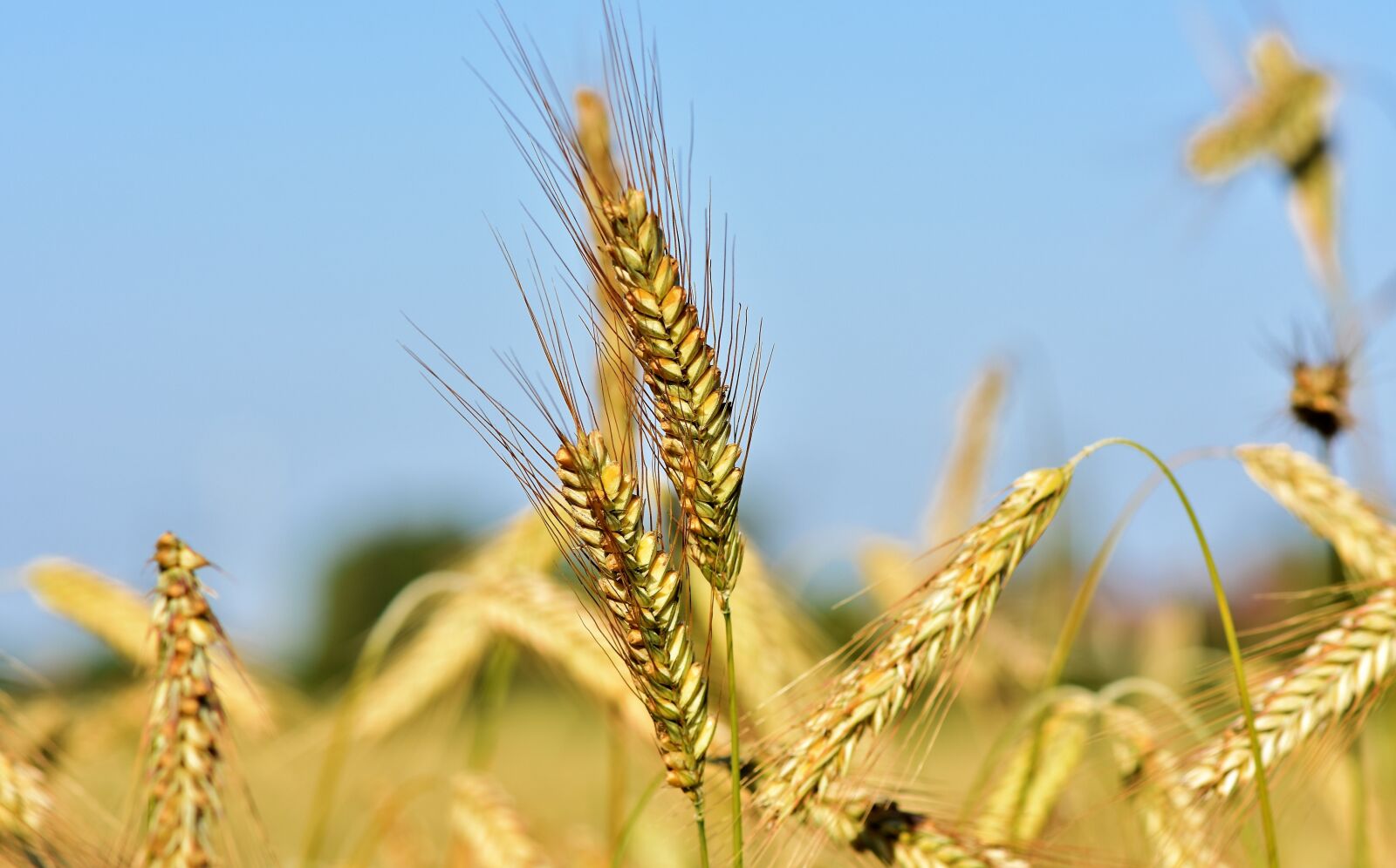 Nikon D7200 sample photo. Wheat, barley, cereals photography