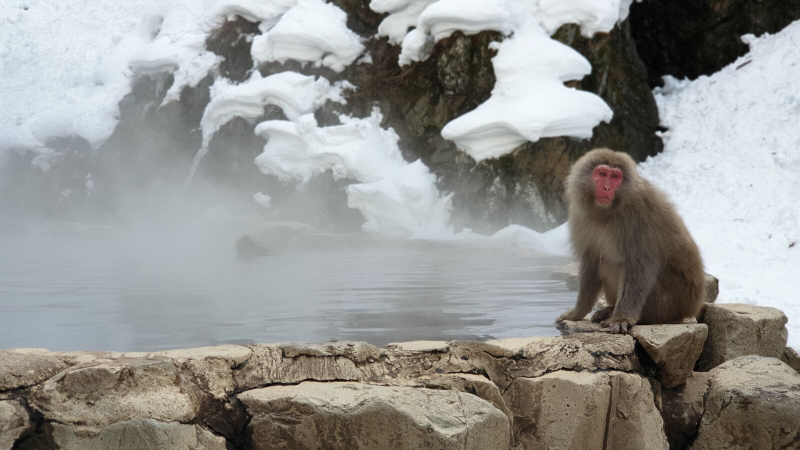 Samsung Galaxy S9+ sample photo. Snowmokey, japan, snow photography