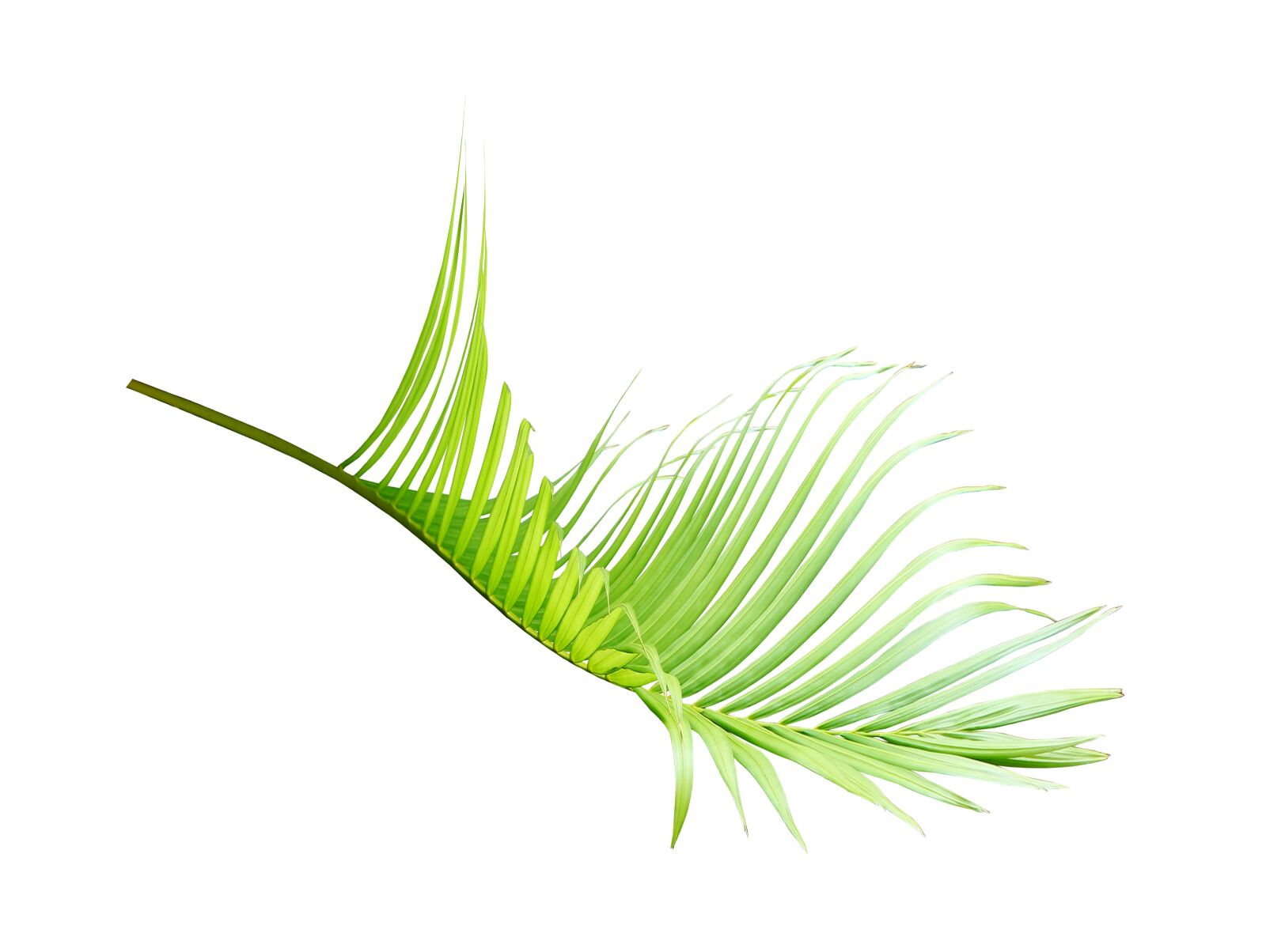 Canon EOS 700D (EOS Rebel T5i / EOS Kiss X7i) sample photo. Palm, leaf, green photography