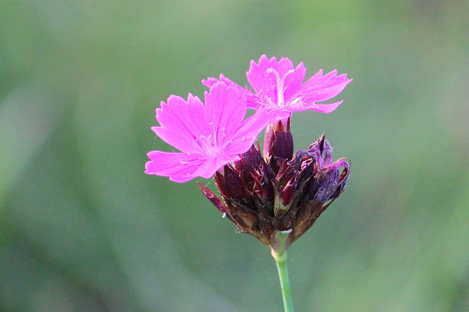 Canon EOS 600D (Rebel EOS T3i / EOS Kiss X5) sample photo. Nature, summer, flower photography