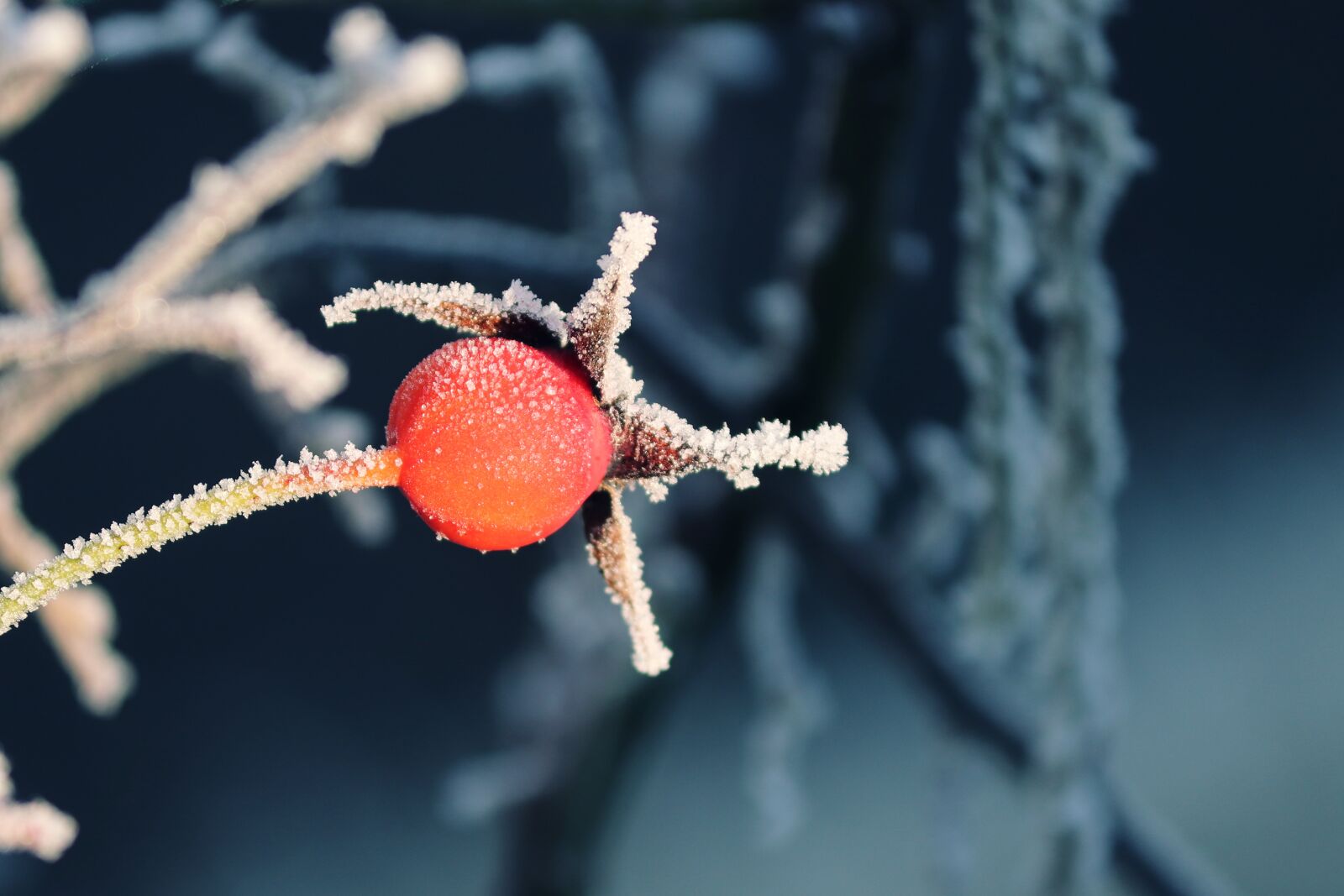Canon EOS 200D (EOS Rebel SL2 / EOS Kiss X9) sample photo. Rose hip, winter, ripe photography