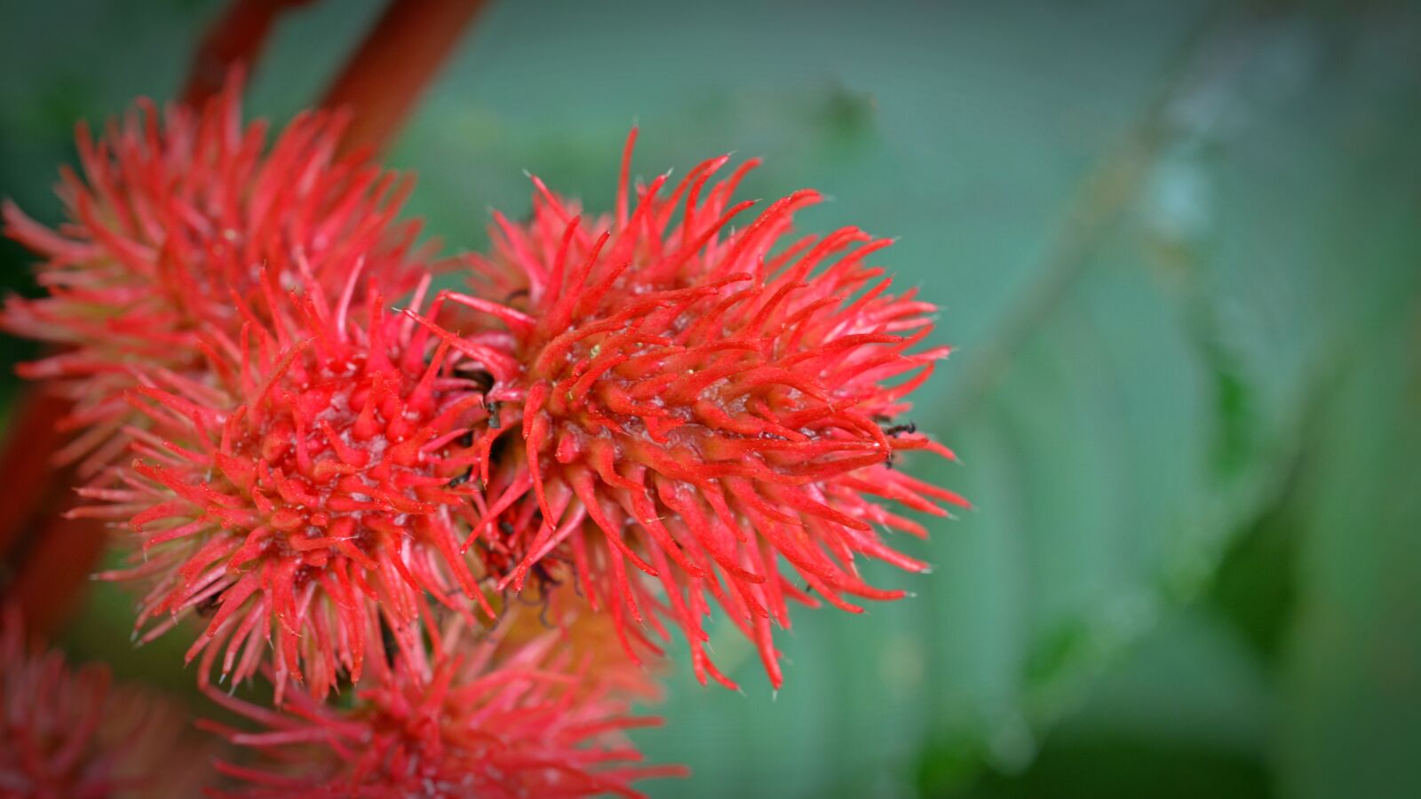 Nikon D5200 sample photo. Castor oil plant, plant photography