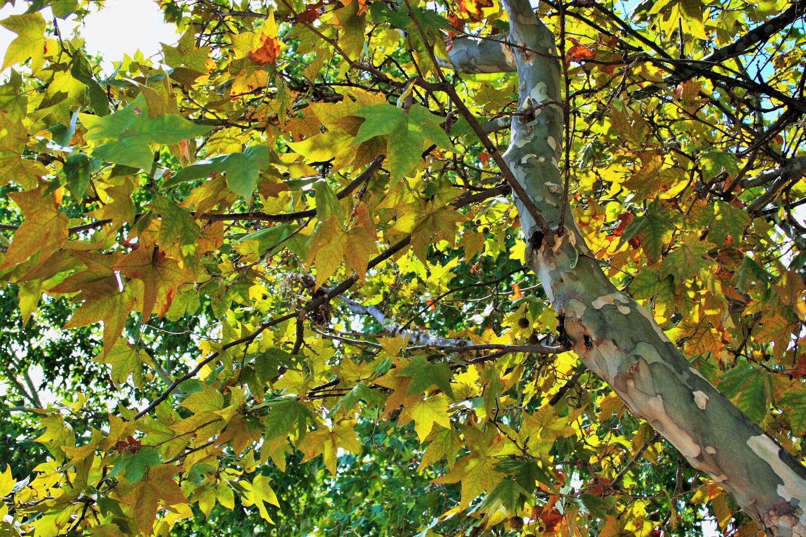Canon EOS 400D (EOS Digital Rebel XTi / EOS Kiss Digital X) sample photo. Plane leaves, tree, plane photography
