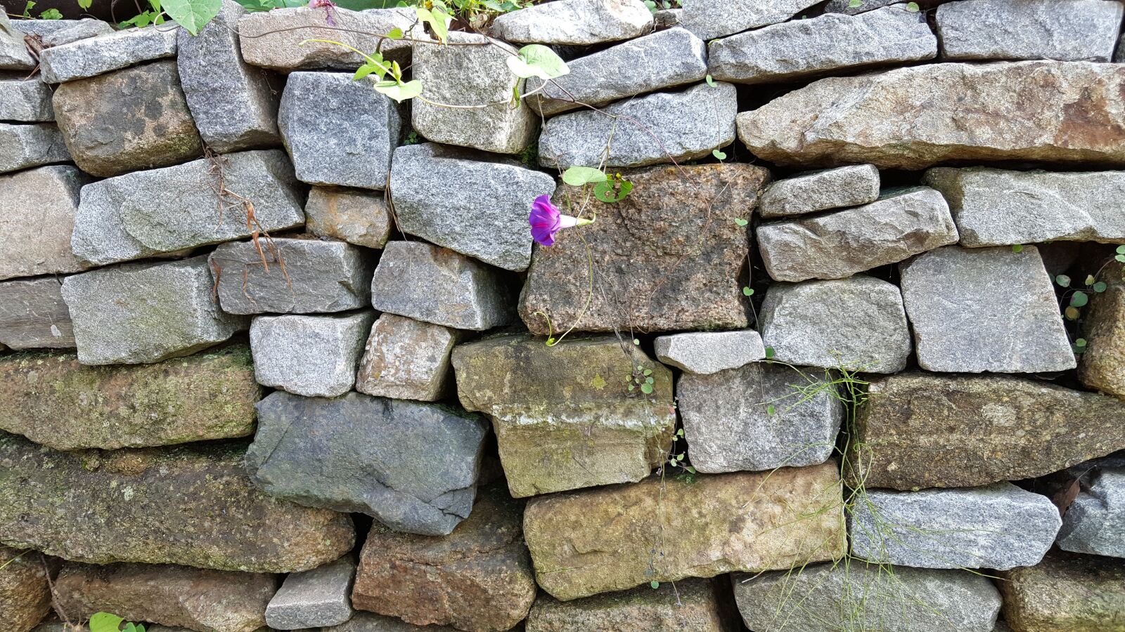 Samsung GALAXY S6 edge sample photo. Stone wall, flowers, pattern photography
