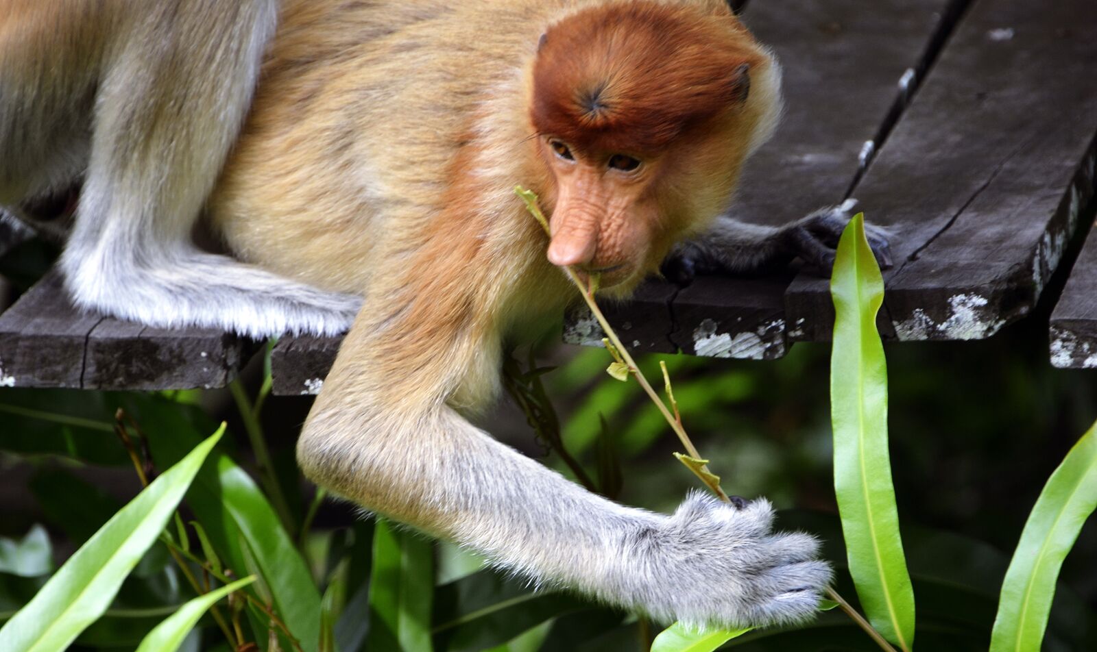 Nikon D5100 sample photo. Proboscis, long-nosed, bekantan photography