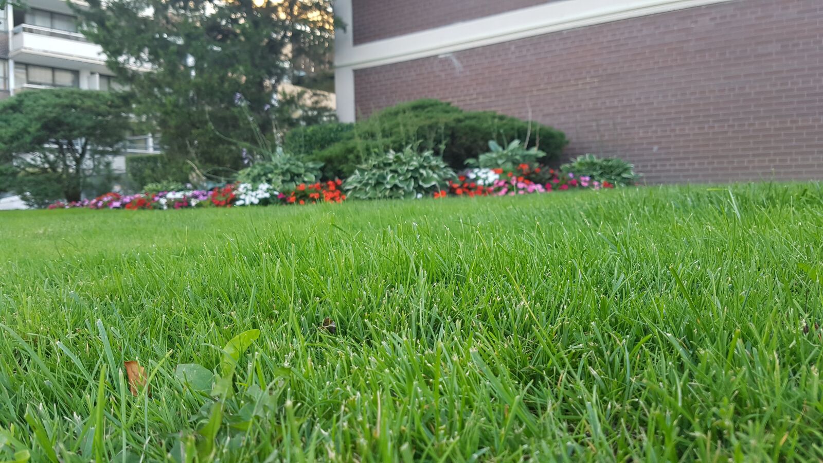 Samsung Galaxy S7 sample photo. Green, grass, nature photography