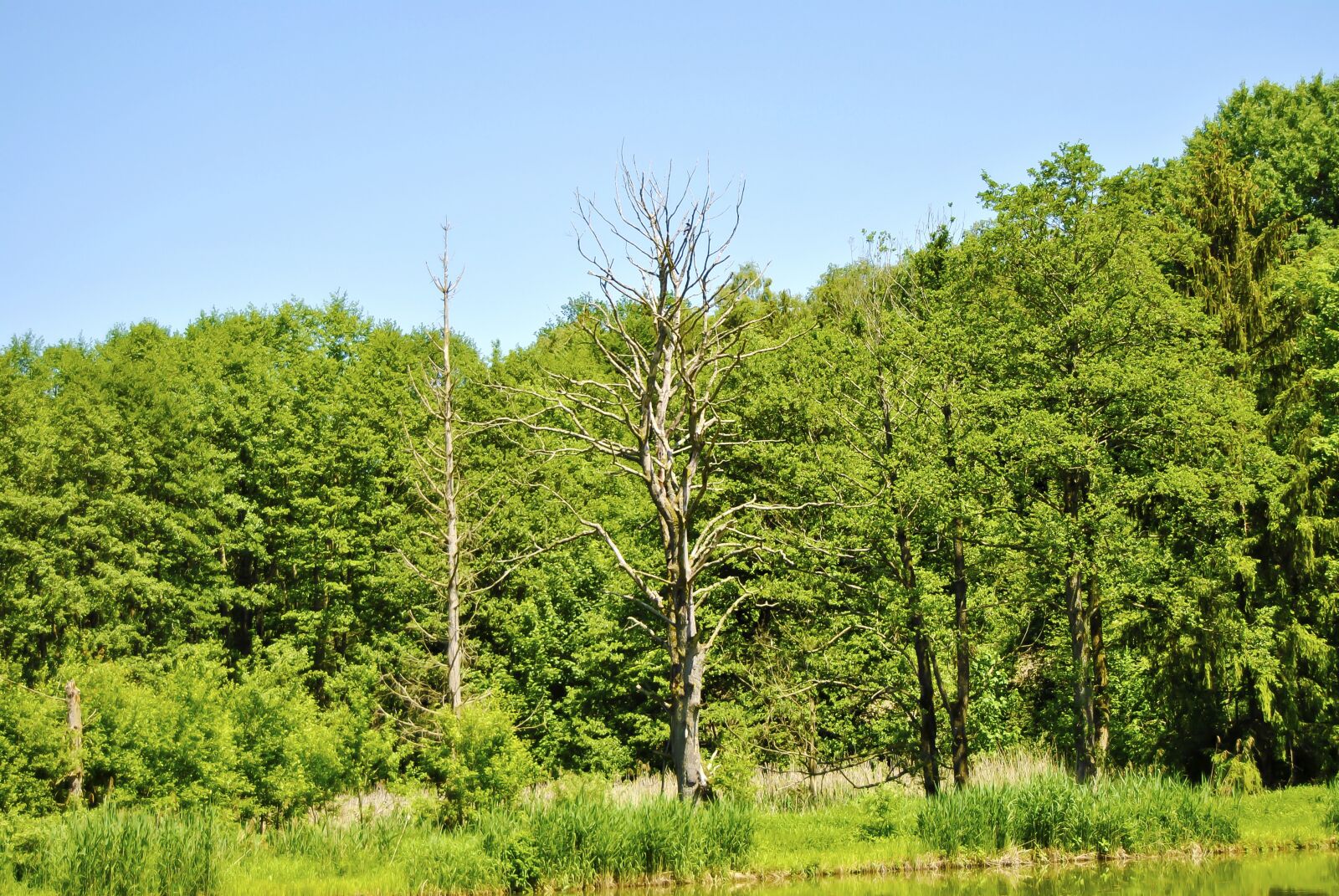 Nikon D3000 sample photo. Drought, tree, pine photography