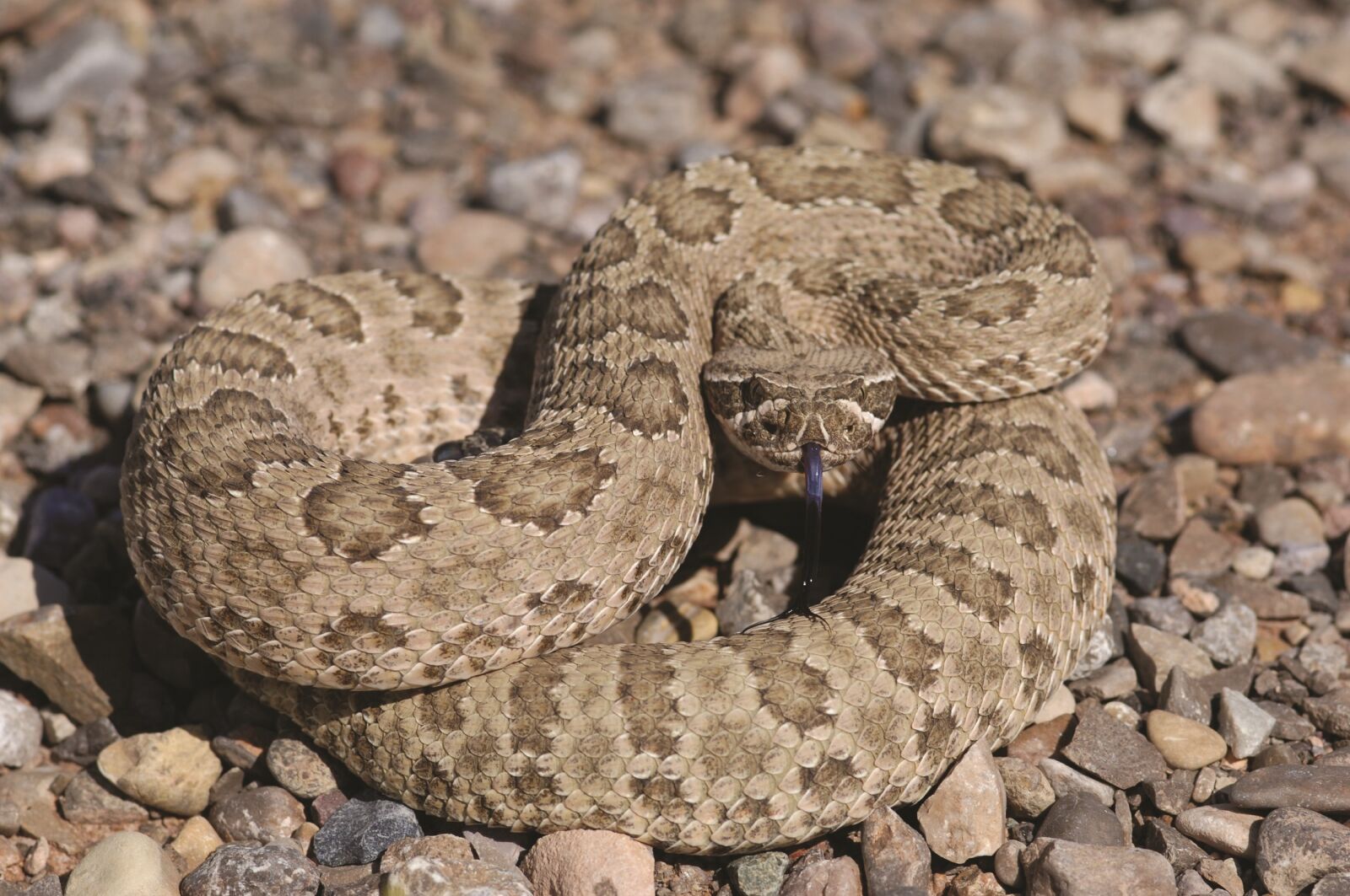 Nikon D2X sample photo. Prairie rattlesnake, viper, poisonous photography