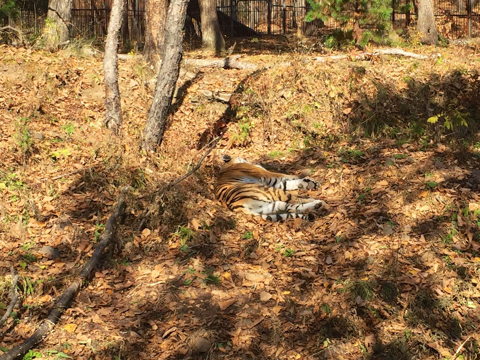 Apple iPhone 6 sample photo. Animal, autmn, fall, leaves photography