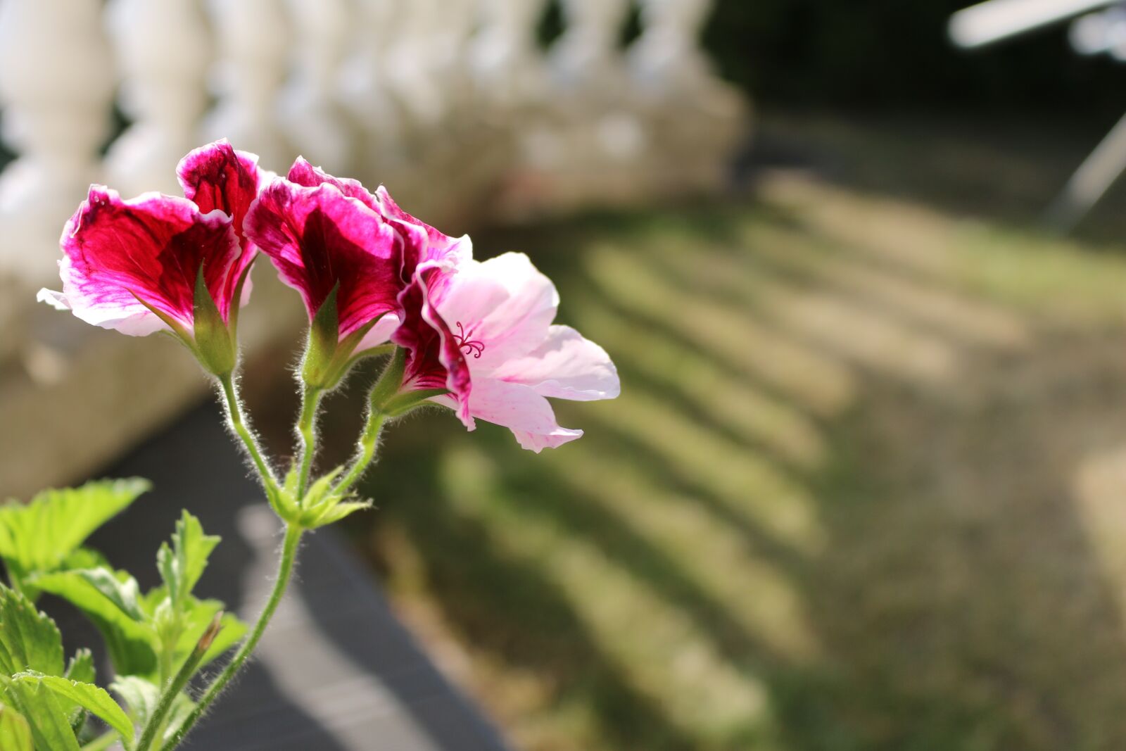 Canon EOS 70D sample photo. Flowers, pink, pink flower photography