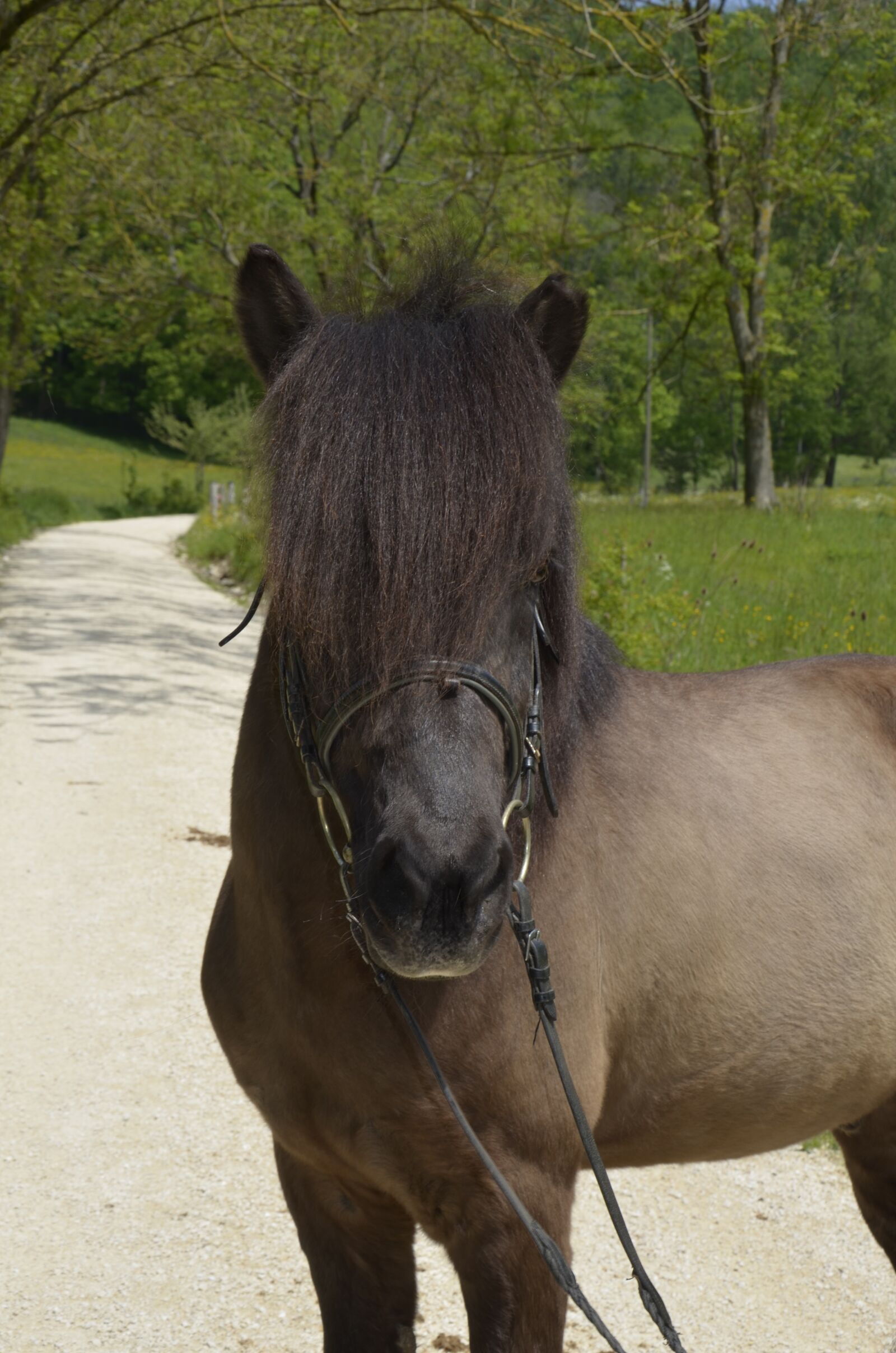 Nikon D5100 sample photo. Icelanders, pony, animal photography