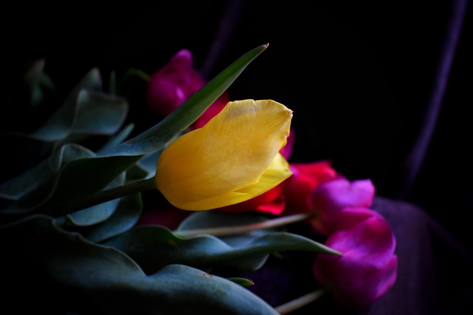 Nikon D3500 sample photo. Tulips, yellow tulip, flower photography