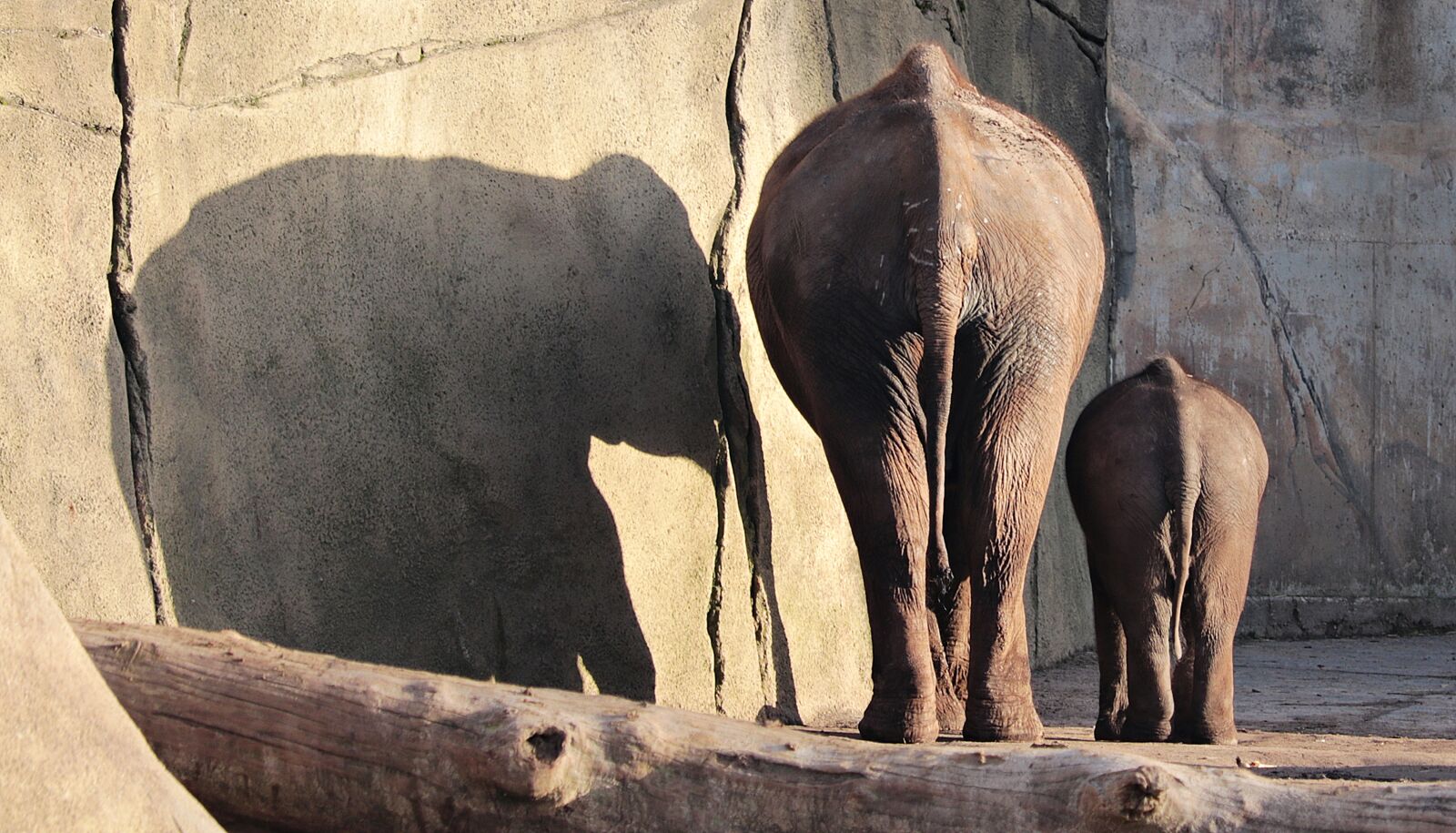 Canon EF-S 55-250mm F4-5.6 IS STM sample photo. Elephant, proboscidea, pachyderm photography