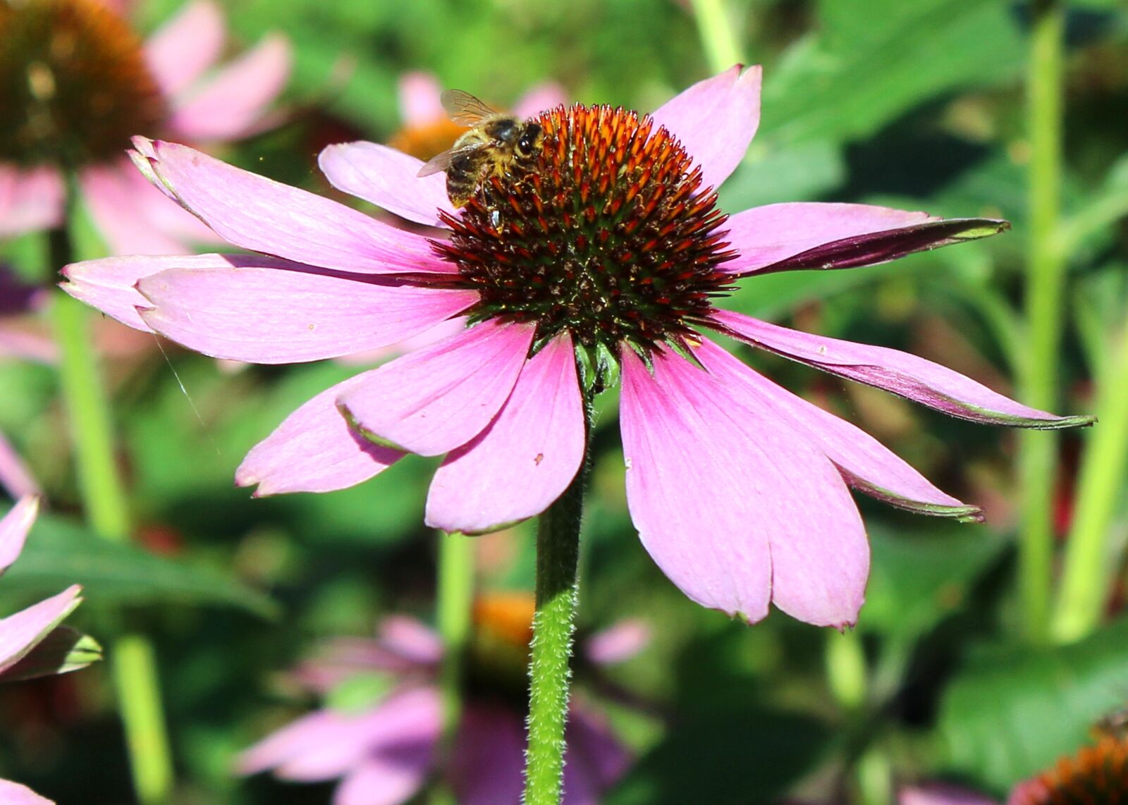 Canon EOS 700D (EOS Rebel T5i / EOS Kiss X7i) sample photo. Flower, coneflower, purple photography