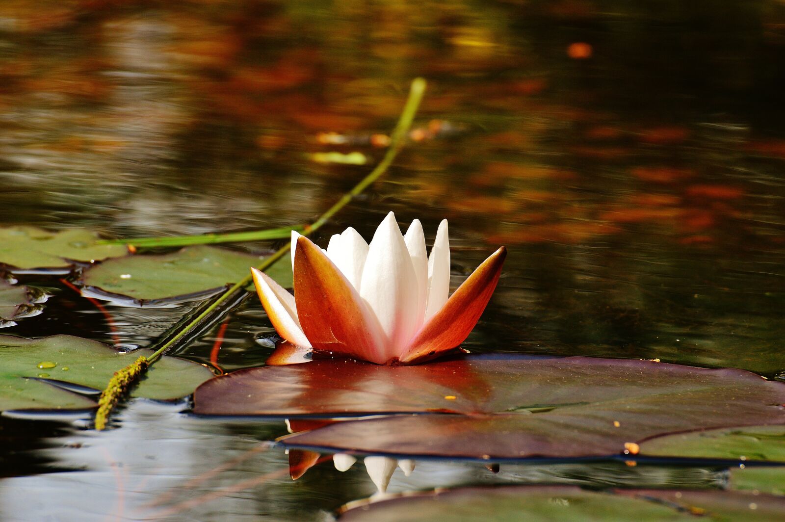 Nikon D3200 sample photo. Water lily, water, bud photography