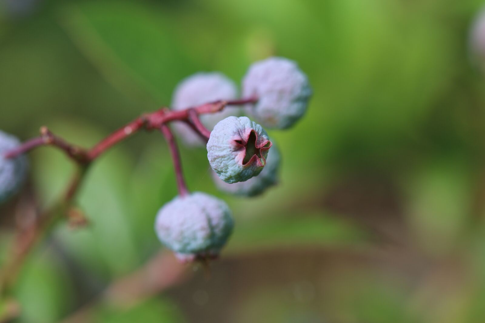 Canon EOS 70D sample photo. Blueberry, blueberries, summer photography