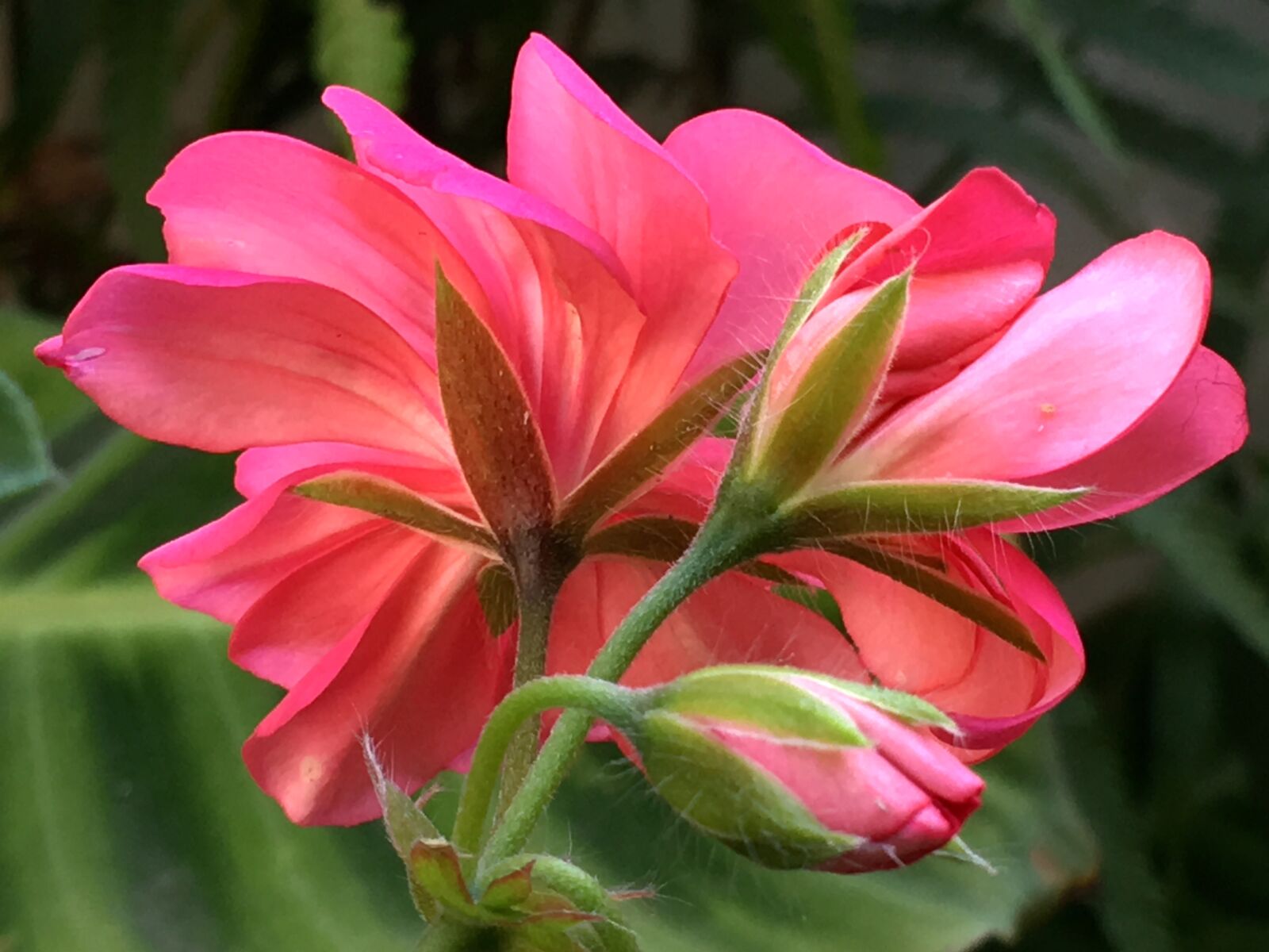 iPhone 6s Plus back camera 4.15mm f/2.2 sample photo. Pink flower, chalice, plant photography