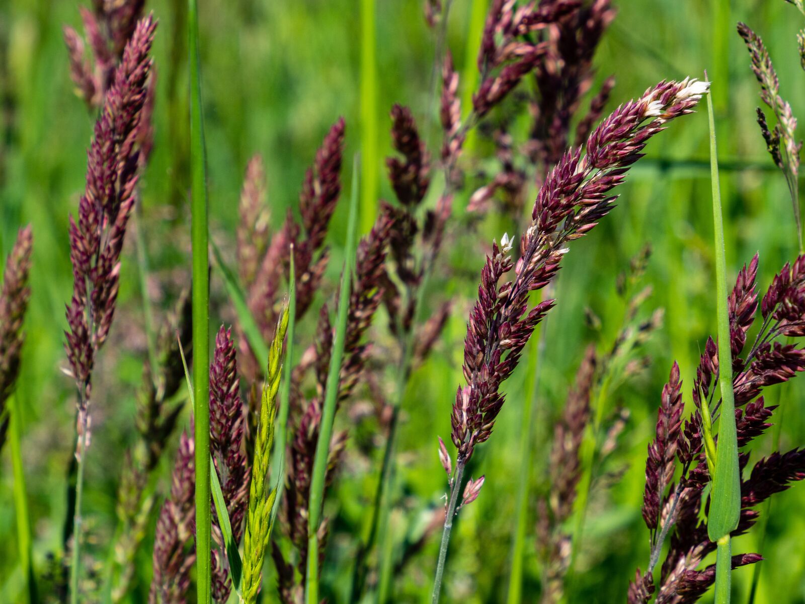 Olympus M.Zuiko Digital ED 12-200mm F3.5-6.3 sample photo. Grass, plant, flowering photography