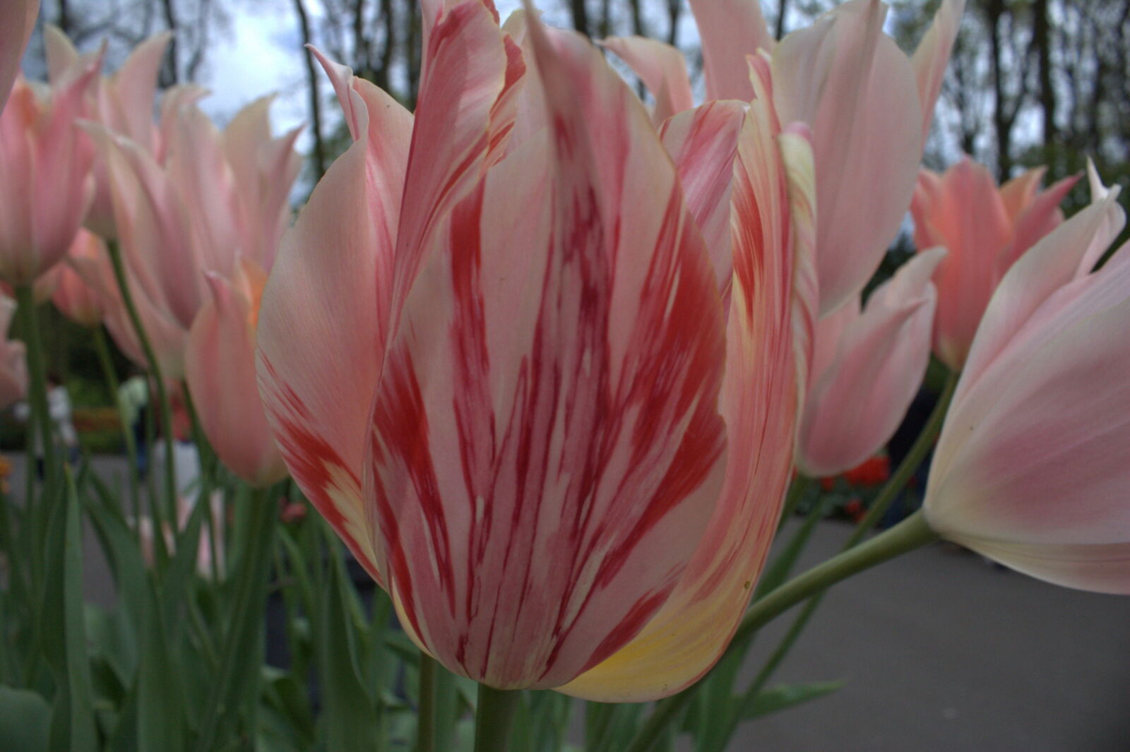 Canon EOS 450D (EOS Rebel XSi / EOS Kiss X2) sample photo. Flower, keukenhof, tulip photography