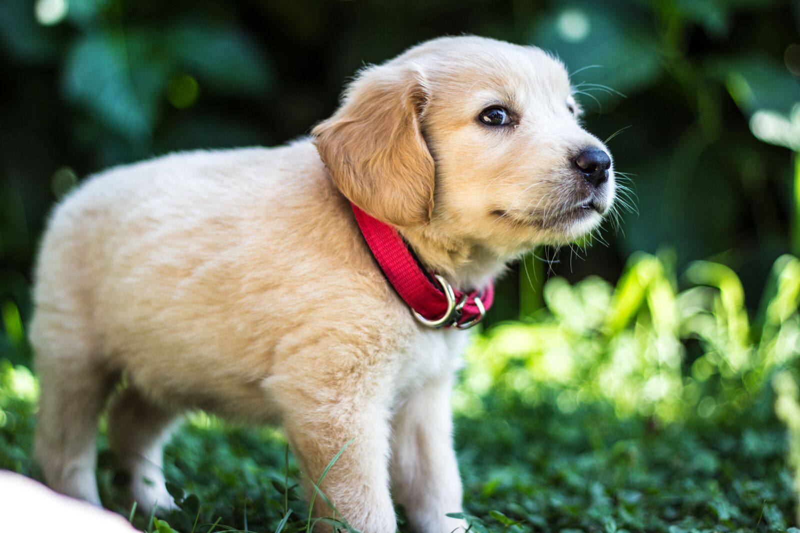 Canon EOS 600D (Rebel EOS T3i / EOS Kiss X5) + Canon EF 50mm F1.8 II sample photo. Puppies, dog, golden retriever photography