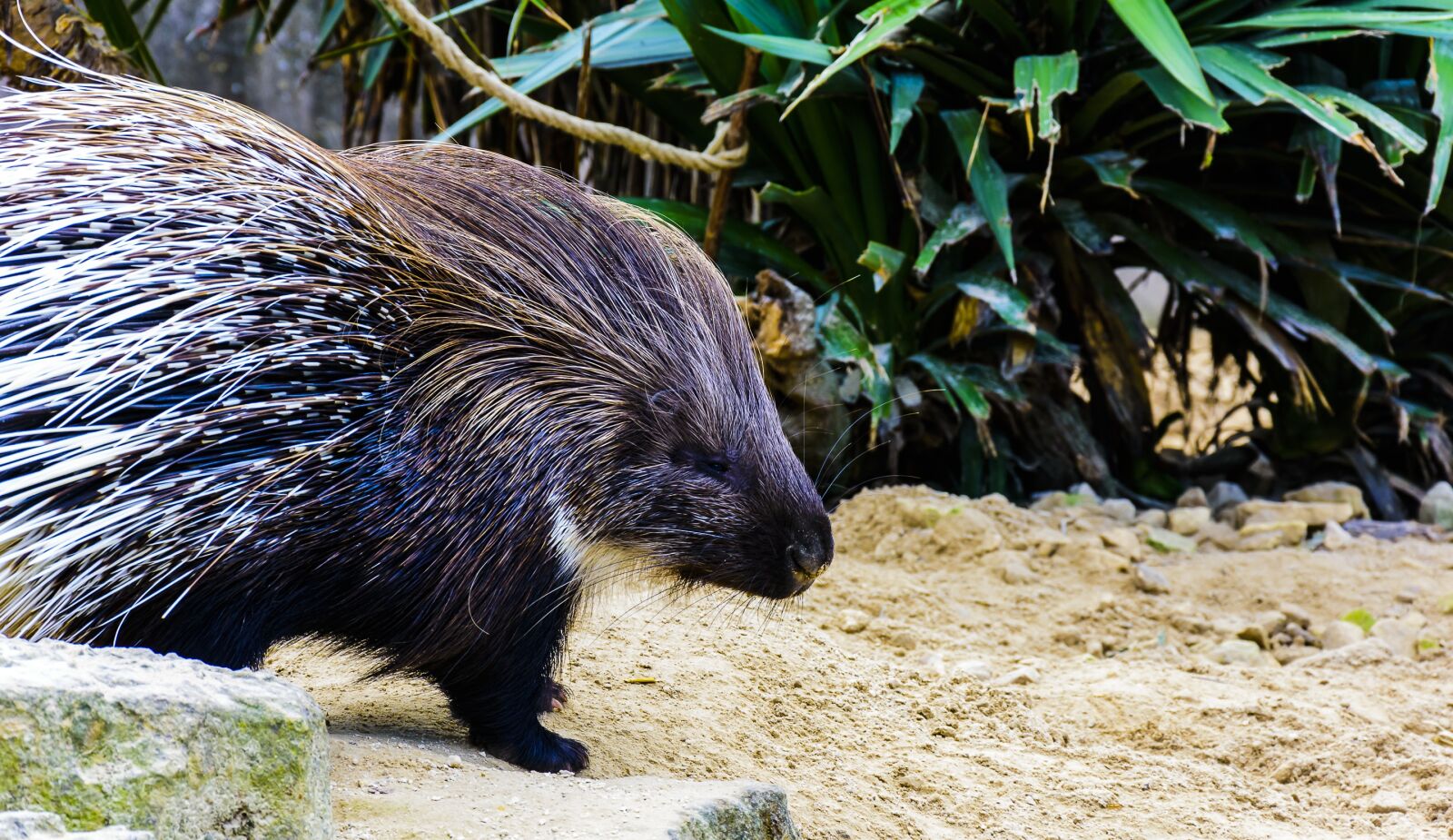 Nikon D7200 sample photo. Porcupine, animal, prickly photography