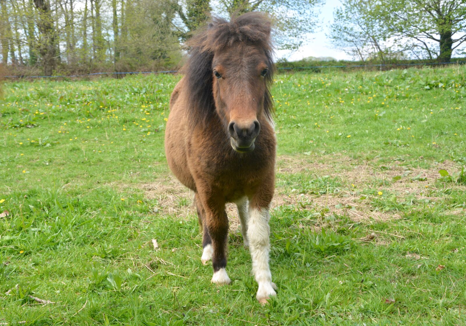 Nikon D5200 sample photo. Pony, braid, brown colours photography