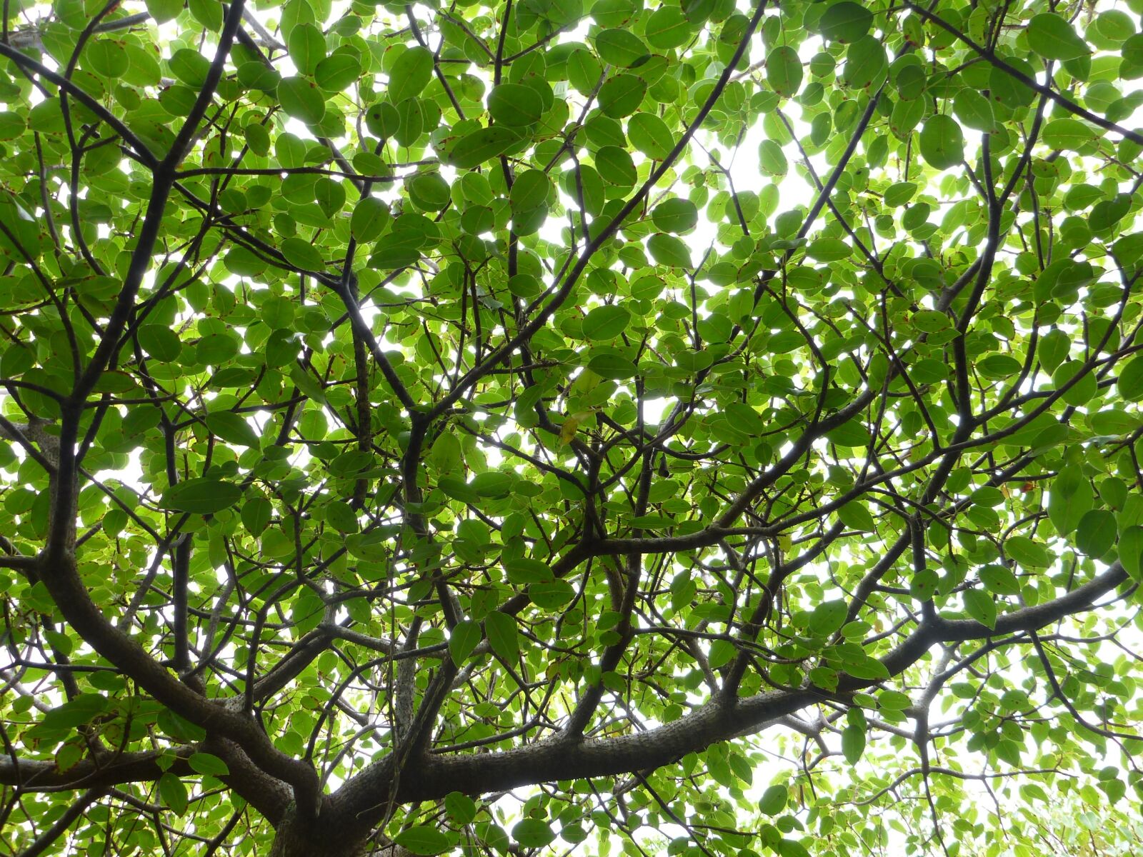 Panasonic DMC-FT3 sample photo. Canopy, leaves, tree photography