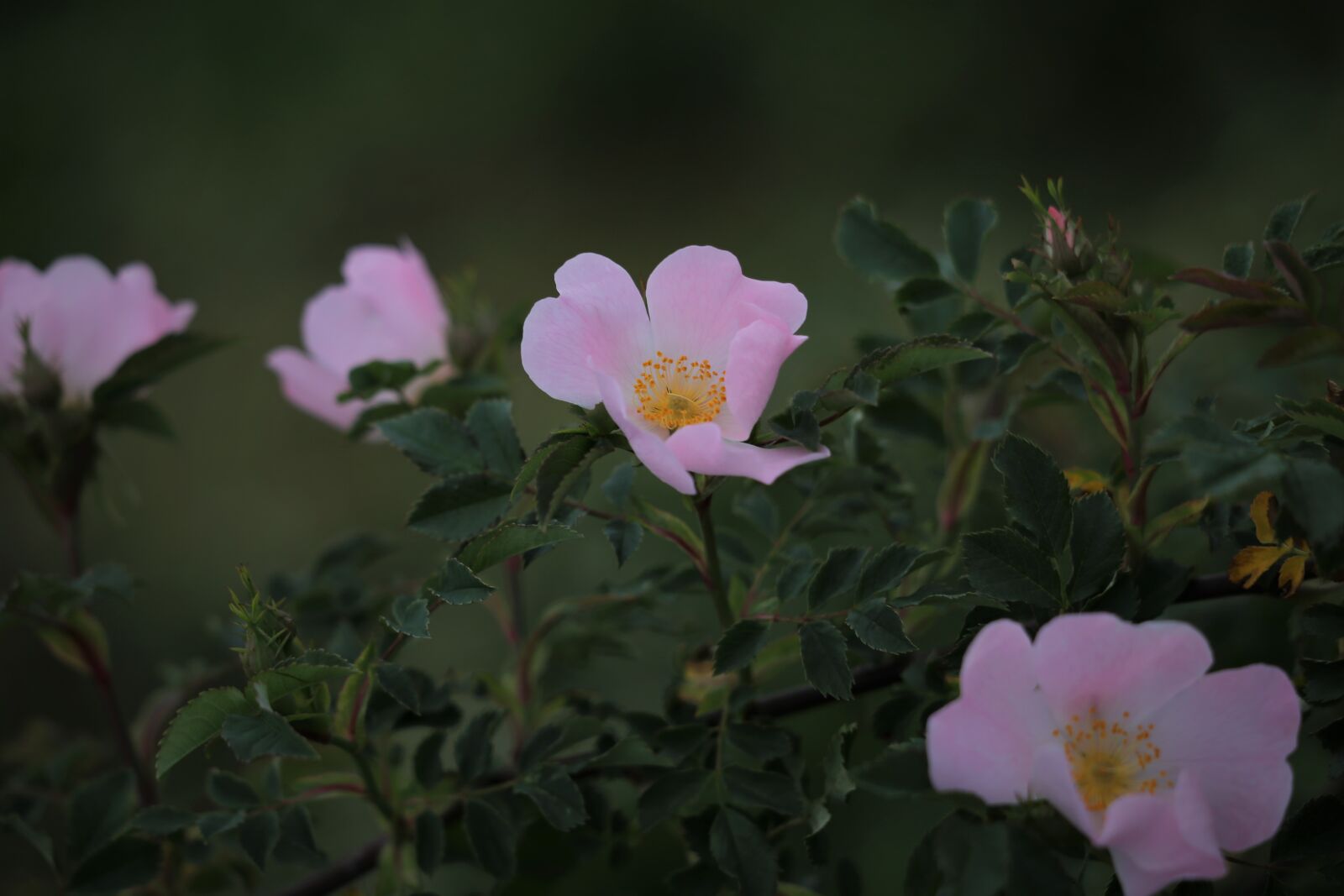Canon EOS 6D + Canon EF 70-300 F4-5.6 IS II USM sample photo. Dog rose flowers, pink photography