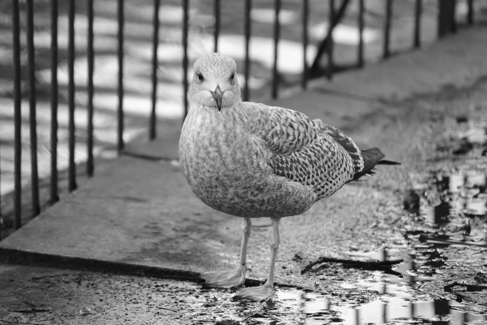 Nikon D810 sample photo. Bird, park, nature photography
